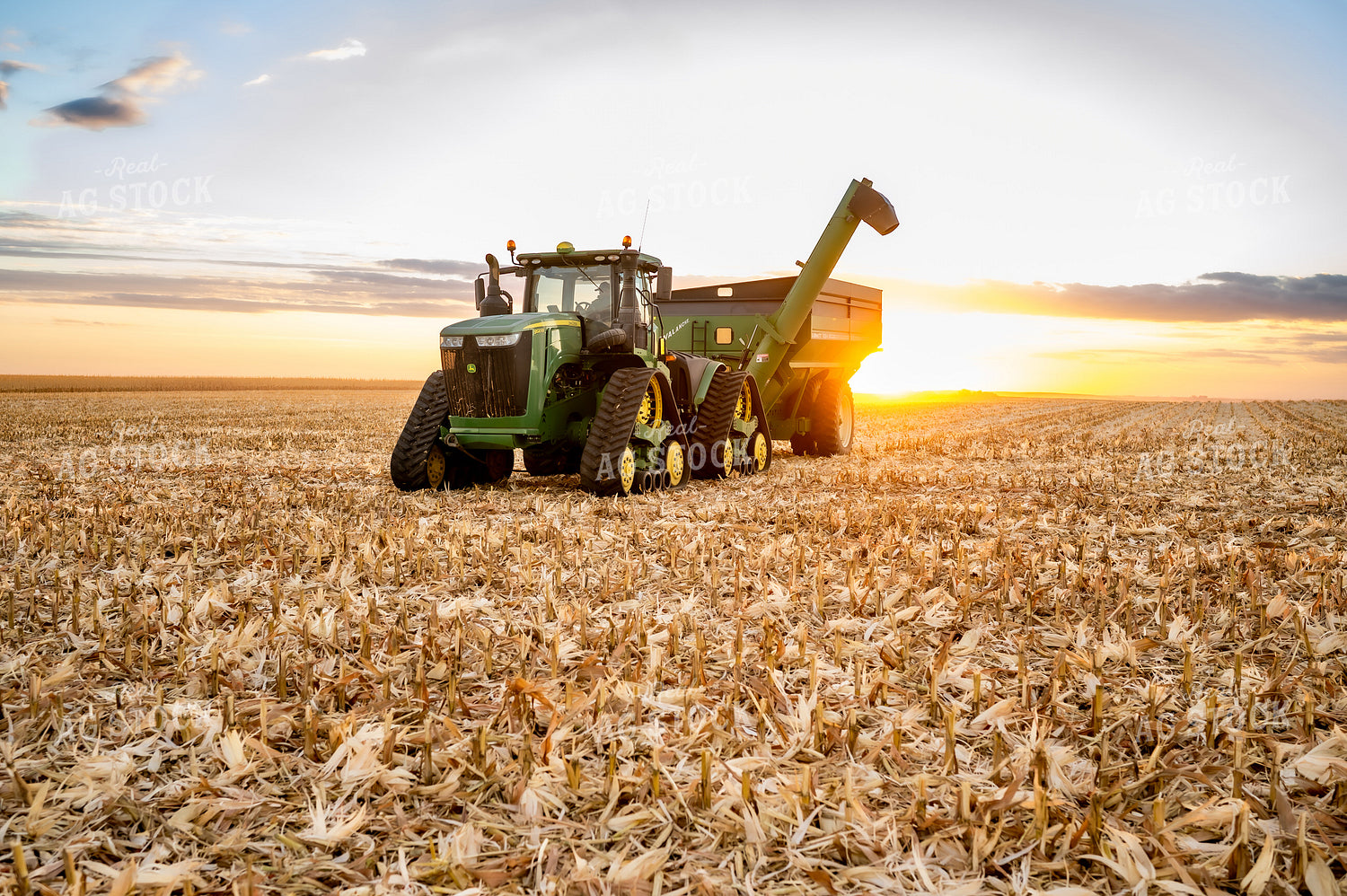 Corn Harvest 185138