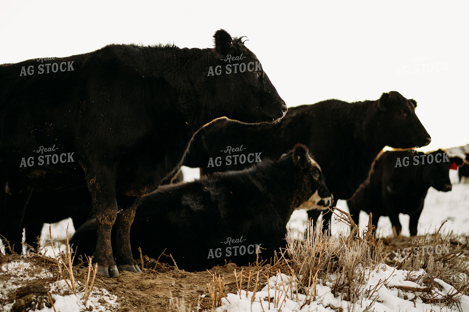 Cattle in Snowy Pasture 54027