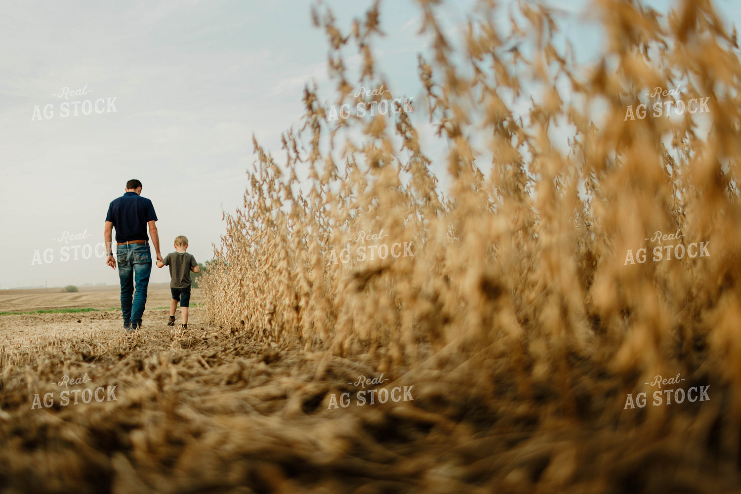 Farmer and Son Walking in Soybean Field 8664