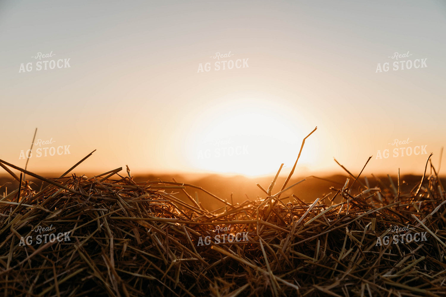 Cut Wheat Straw 152187