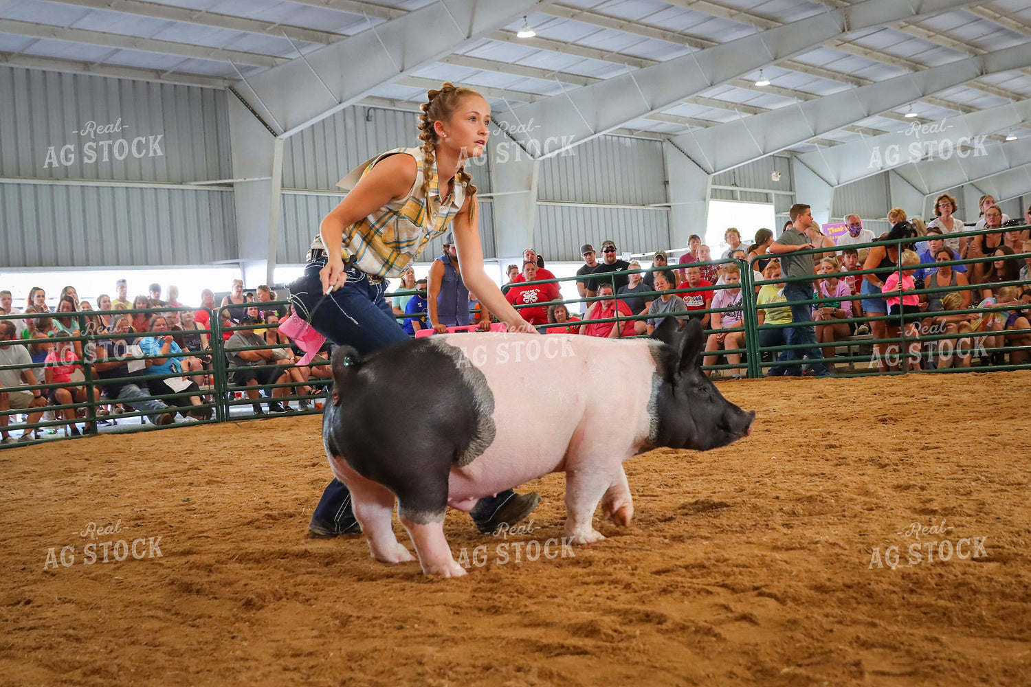 4H Kid Showing Pig 52203