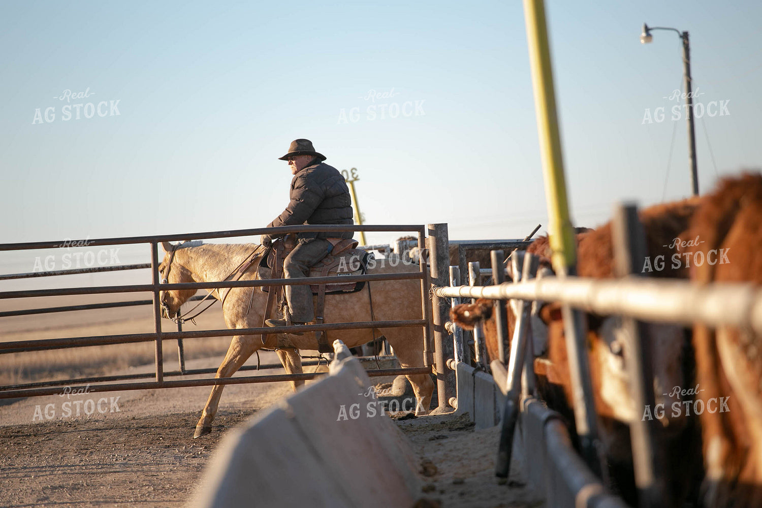 Rancher in Farmyard 99005