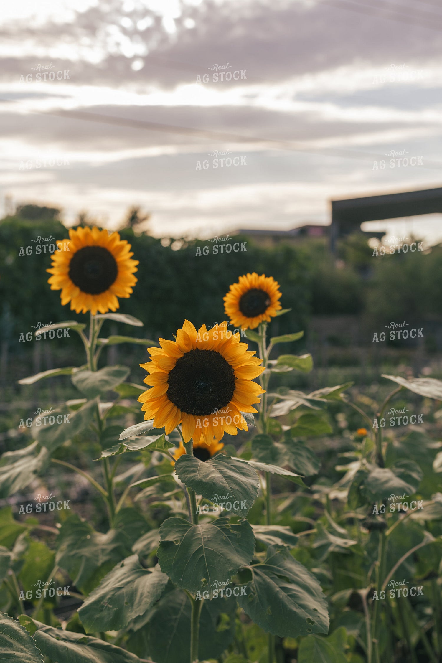 Sunflowers 162019