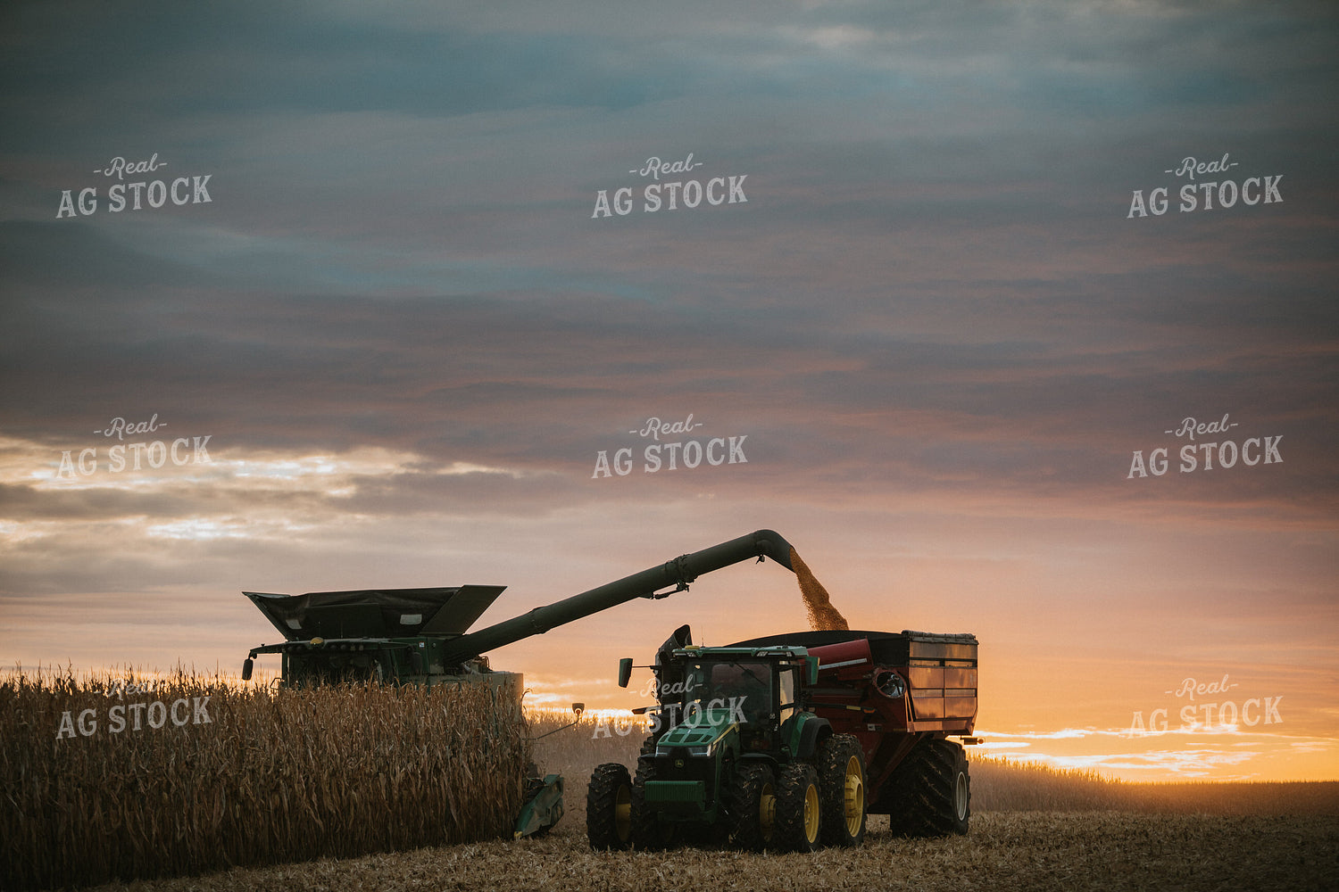Corn Harvest 6920