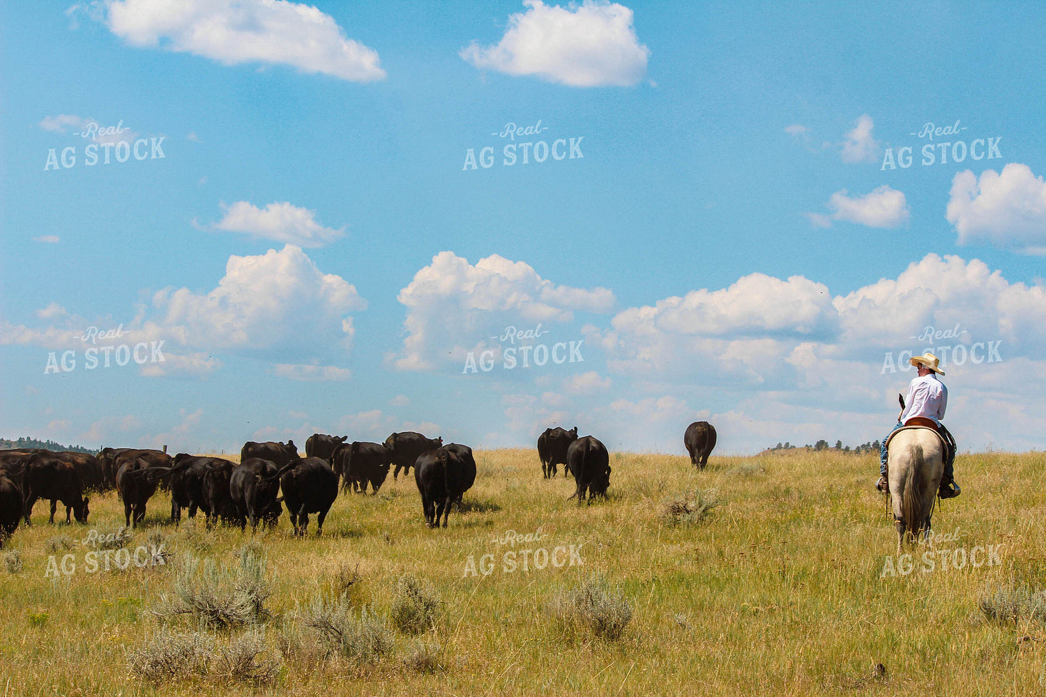 Rancher with Horse 63079
