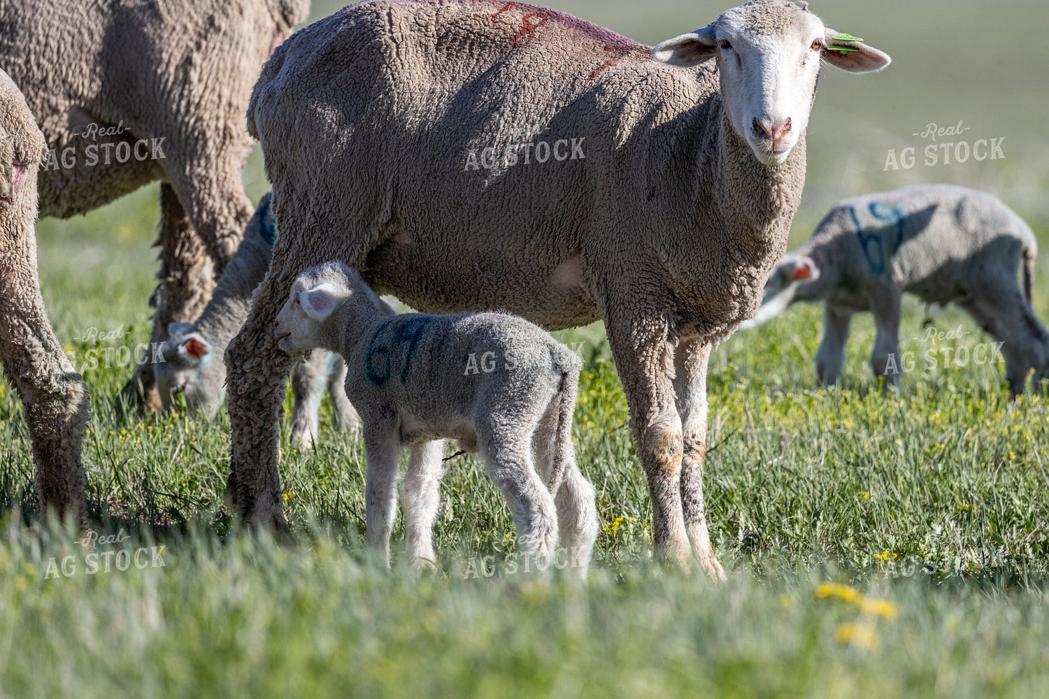 Sheep 261051