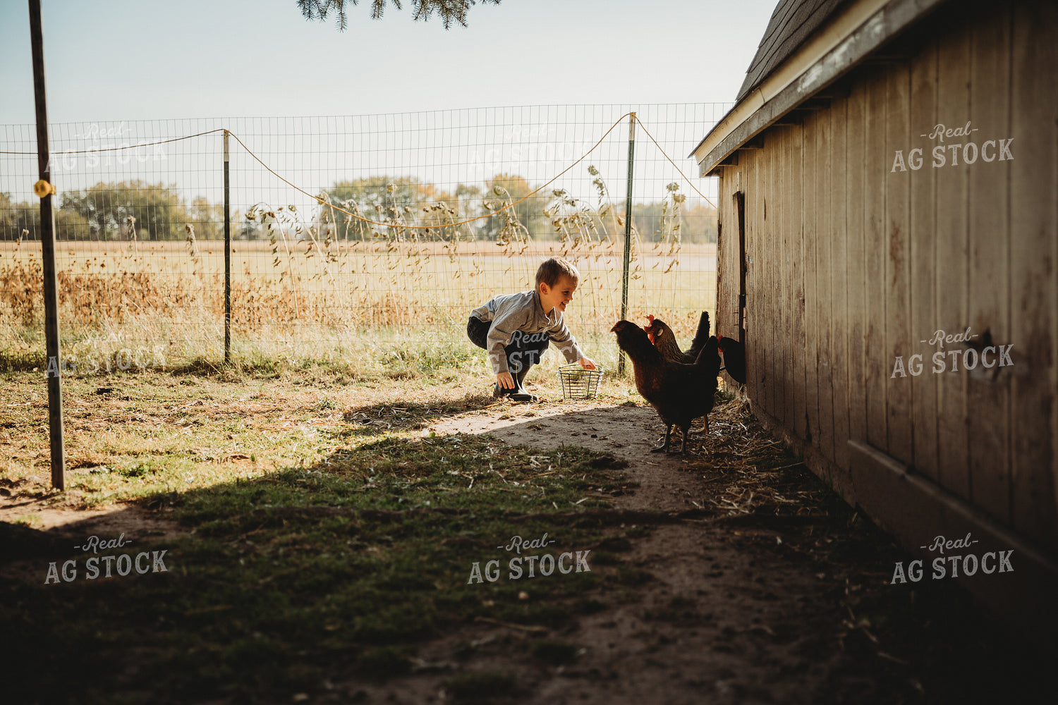 Farm Kid Collecting Eggs 6801