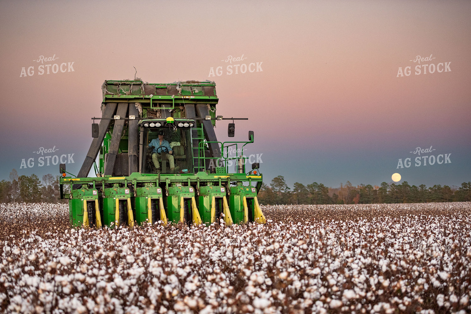 Cotton Harvest 136177