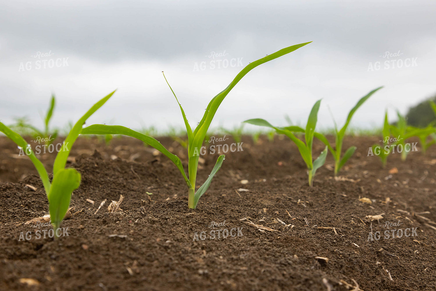 Early Growth Corn 79638