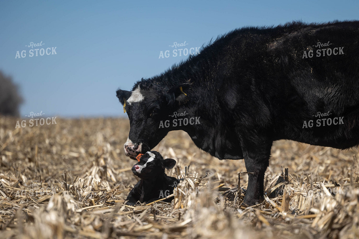 Cow Calf Pair on Cornstalks 72165