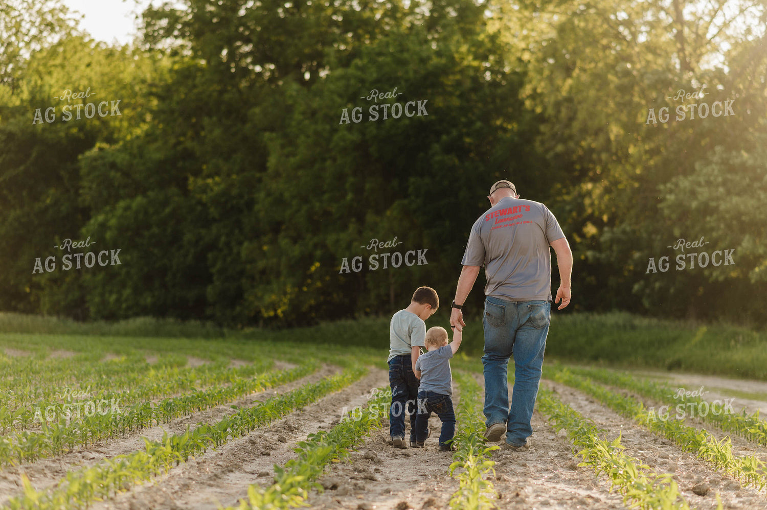 Farm Family Waling in Early Growth Corn Field 115058