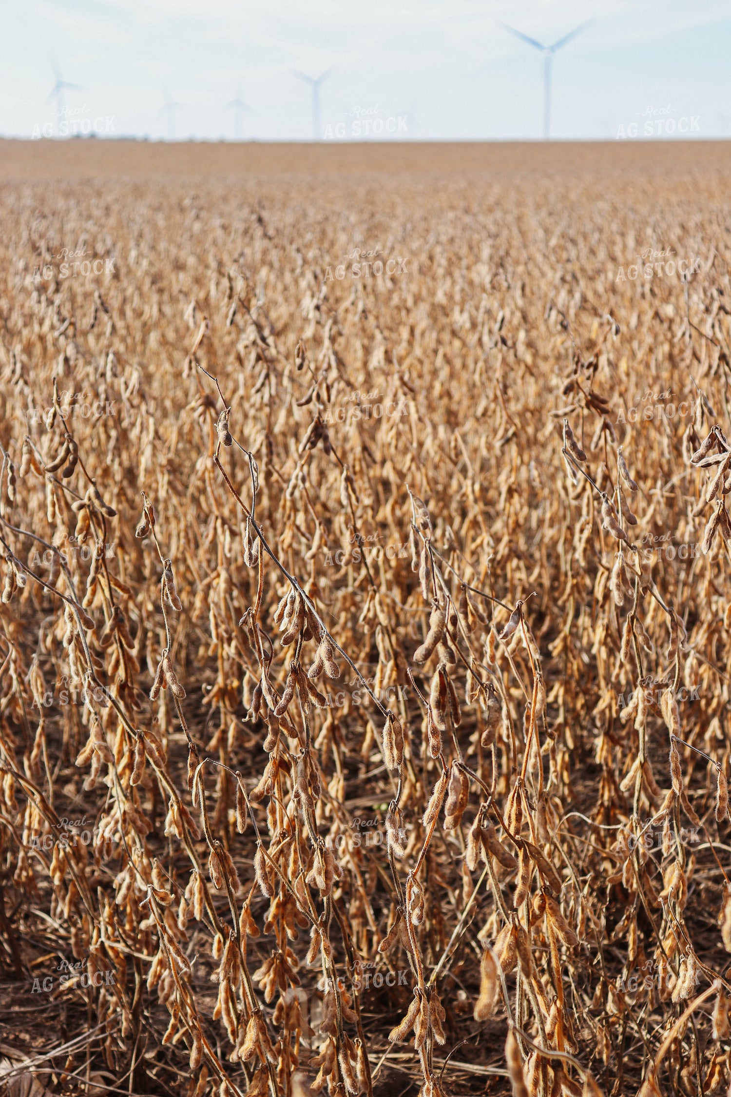 Dried Soybean Field with Windmills 67032