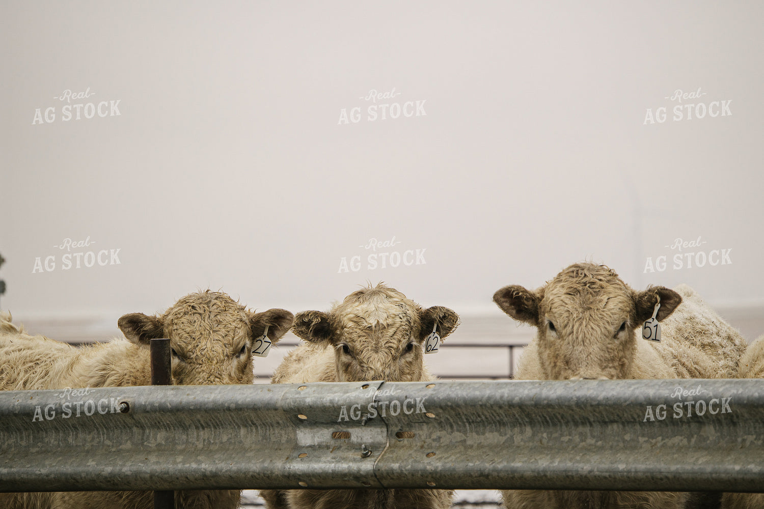 Cattle in Feedlot 70106