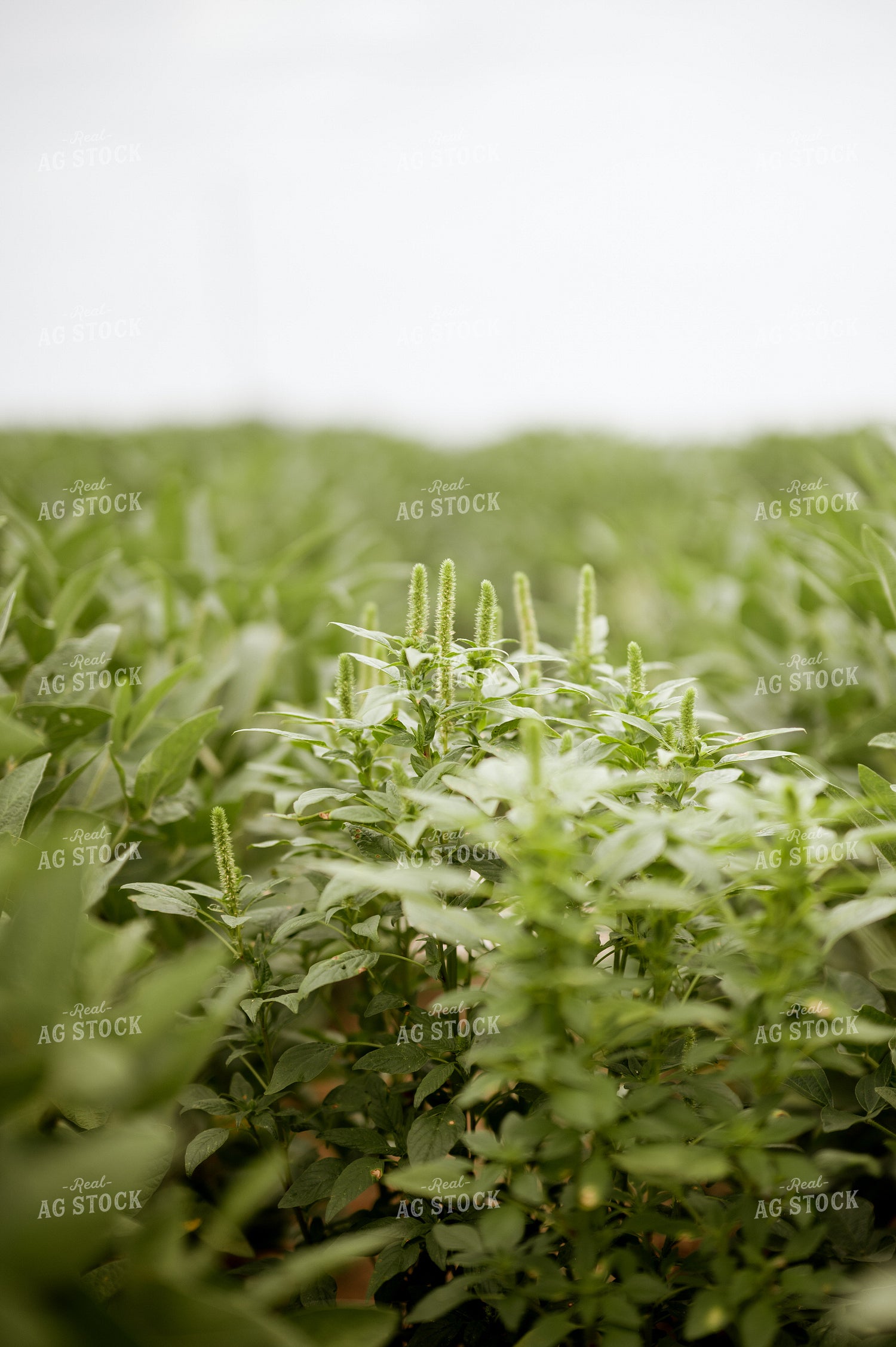 Pigweed 125163