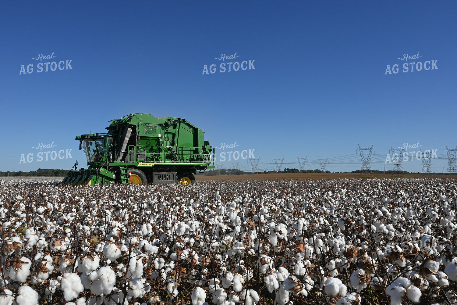 Cotton Harvest 149029