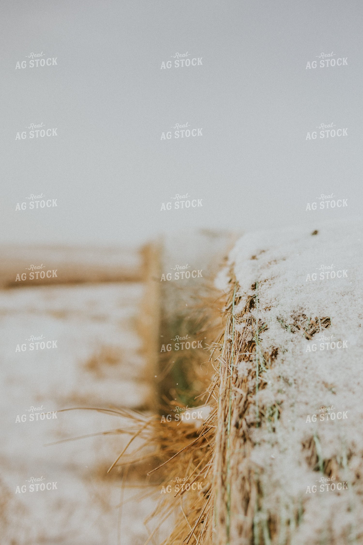 Hay Covered in Snow 61156
