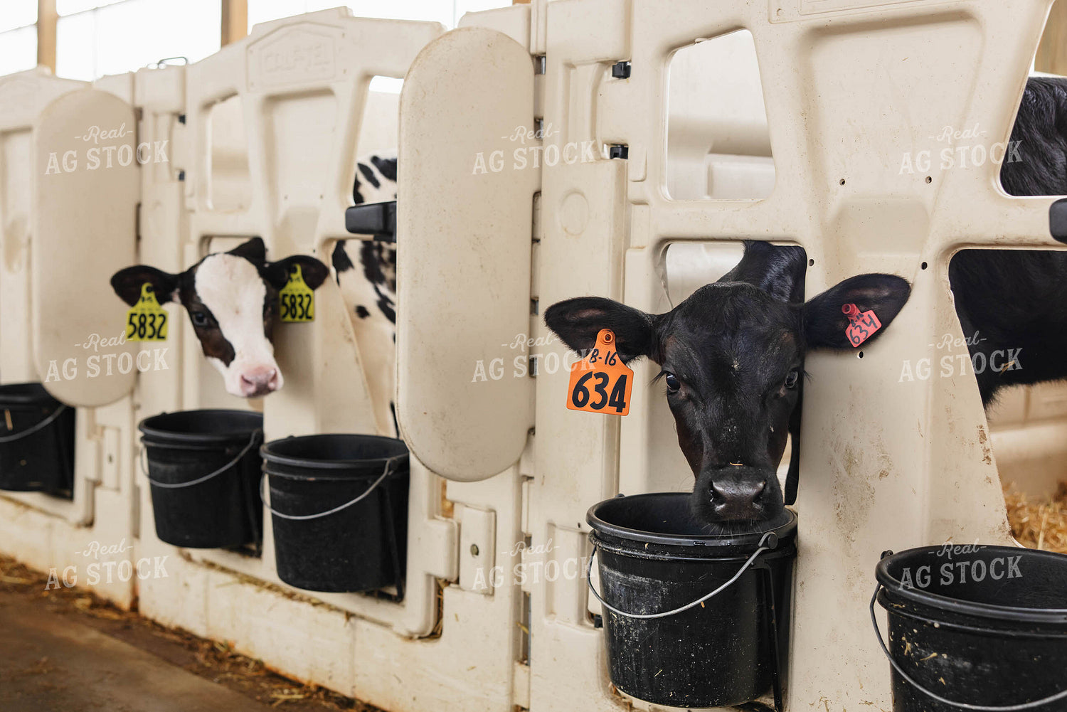 Holstein Calves 152634