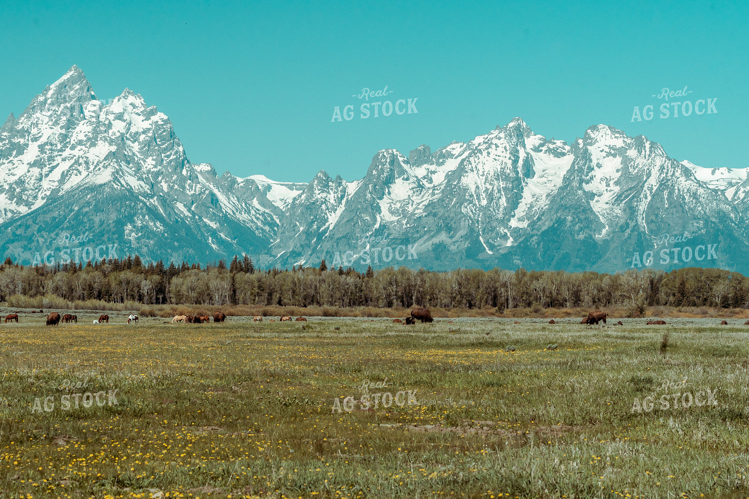 Bison or Buffalo in Pasture with Mountains 58065