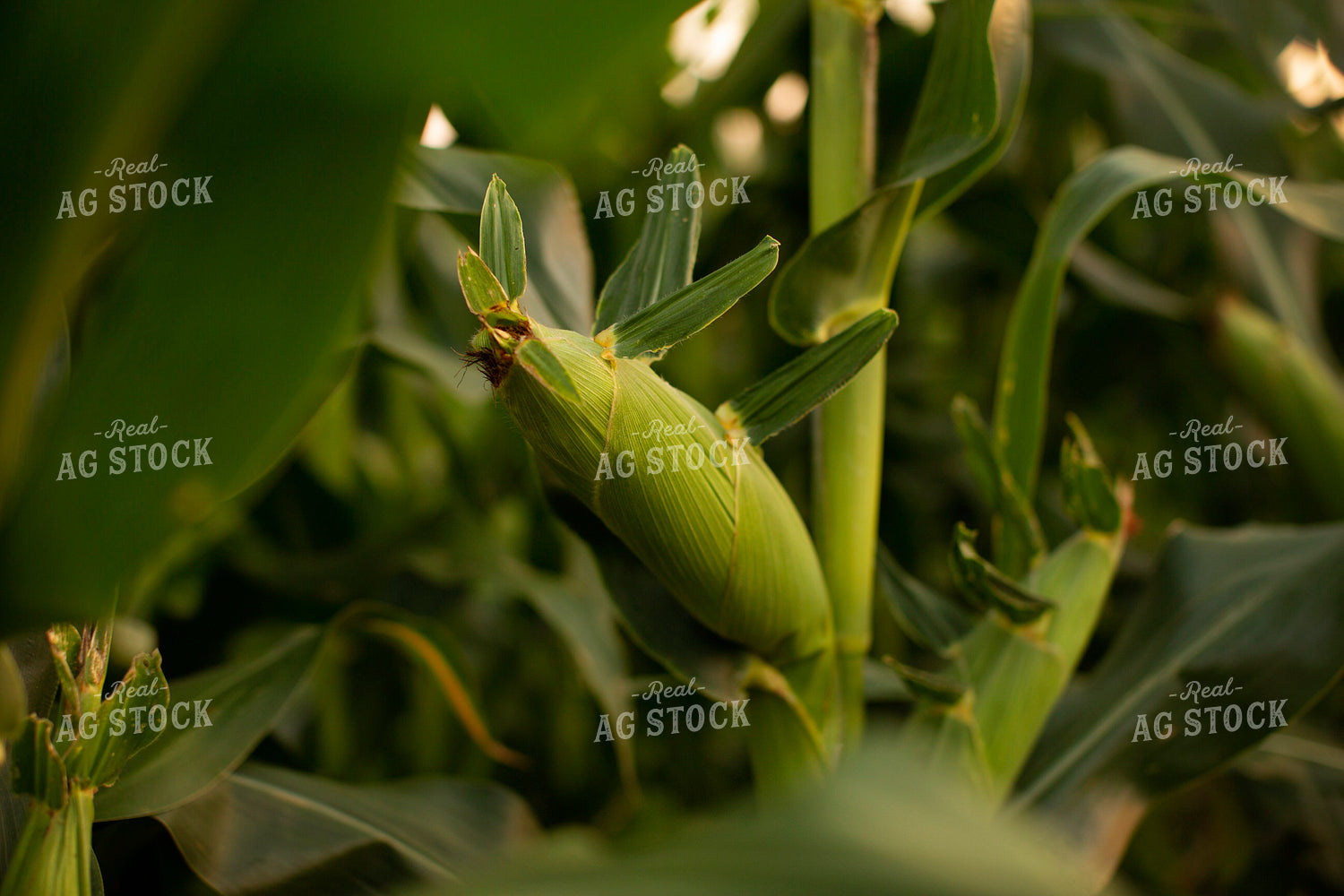 Corn - Mid-Season 2314