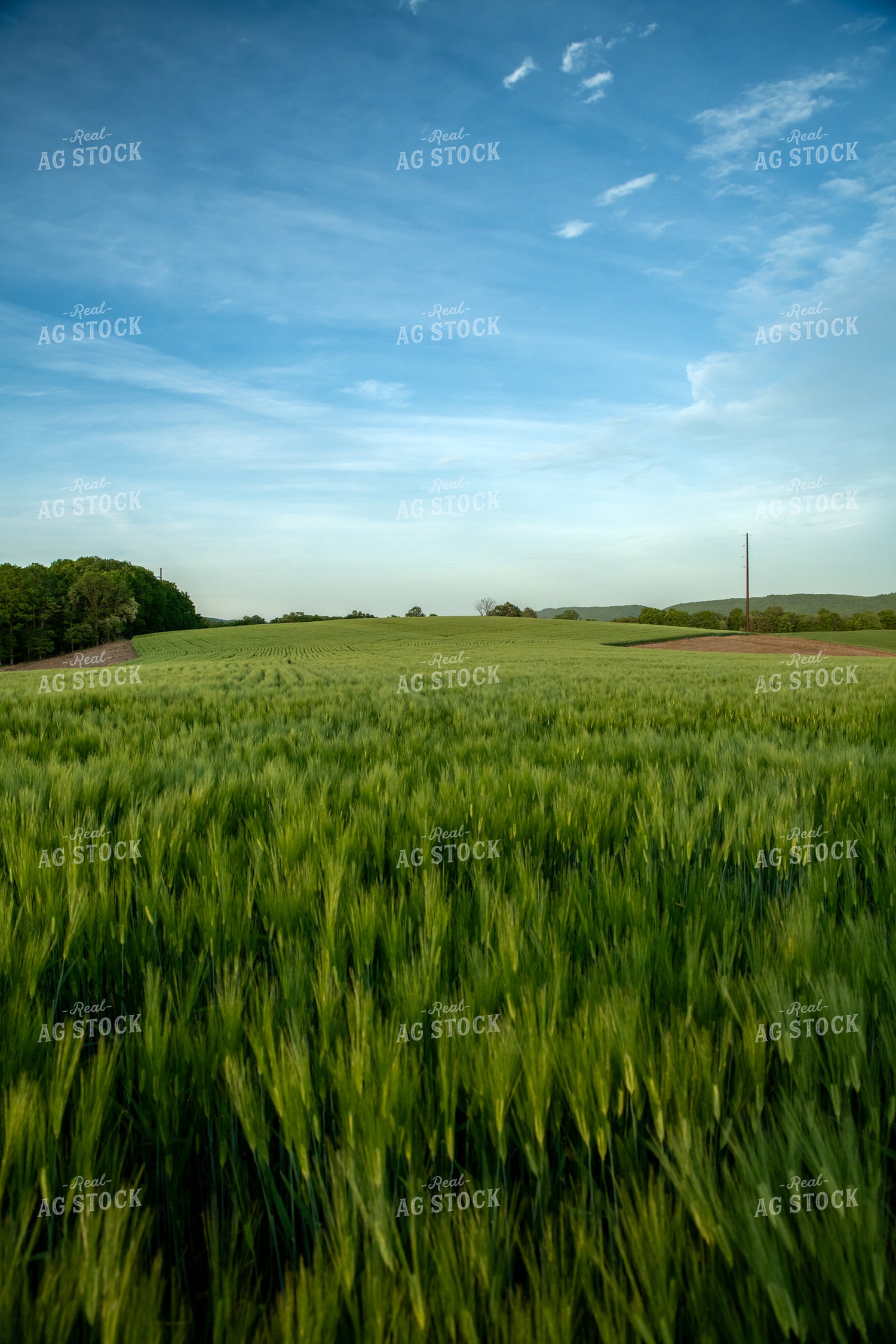 Barley Field 76583