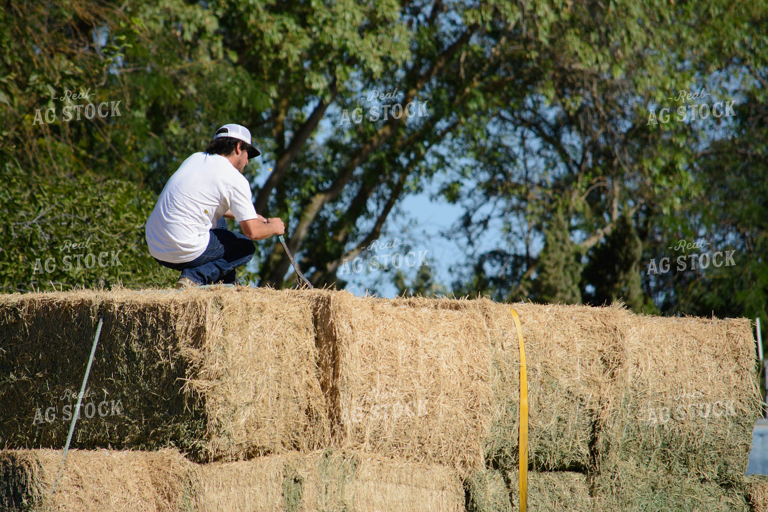 Farmer on Top of Alfalfa Bales 105021