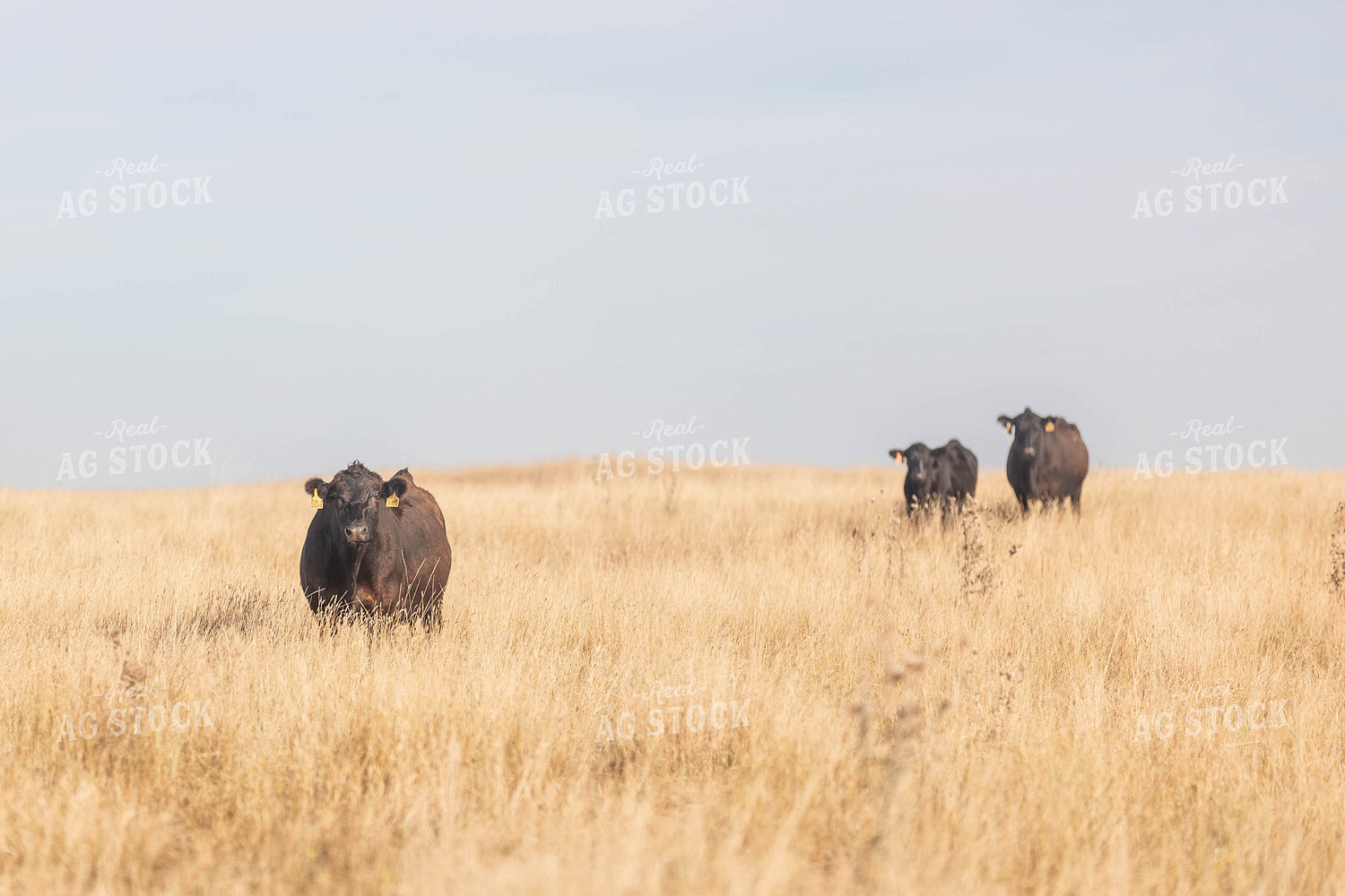 Angus Cattle in Pasture 72116