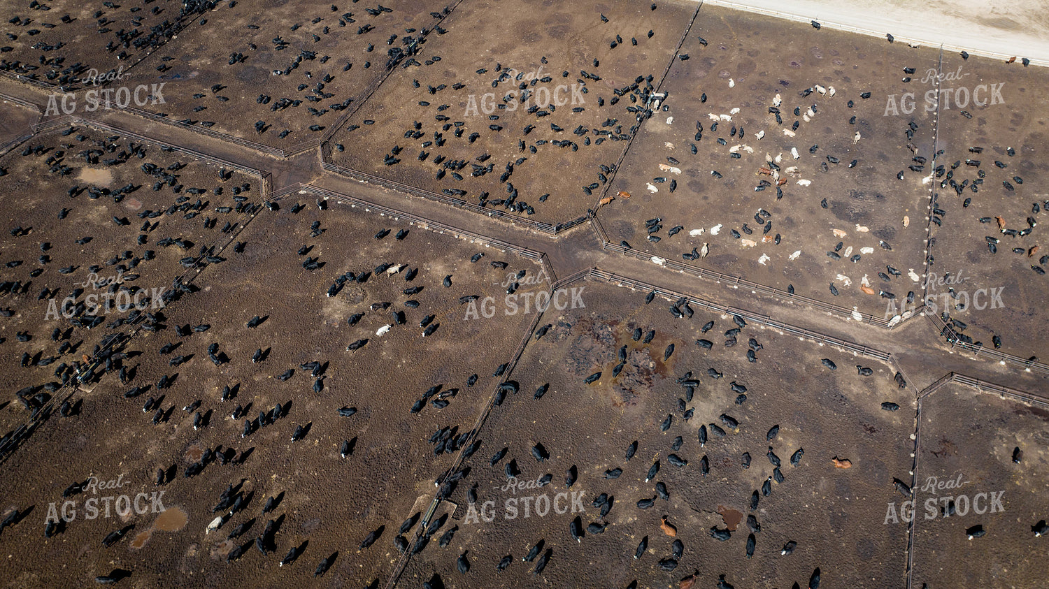 Cattle Feedlot Drone 56439