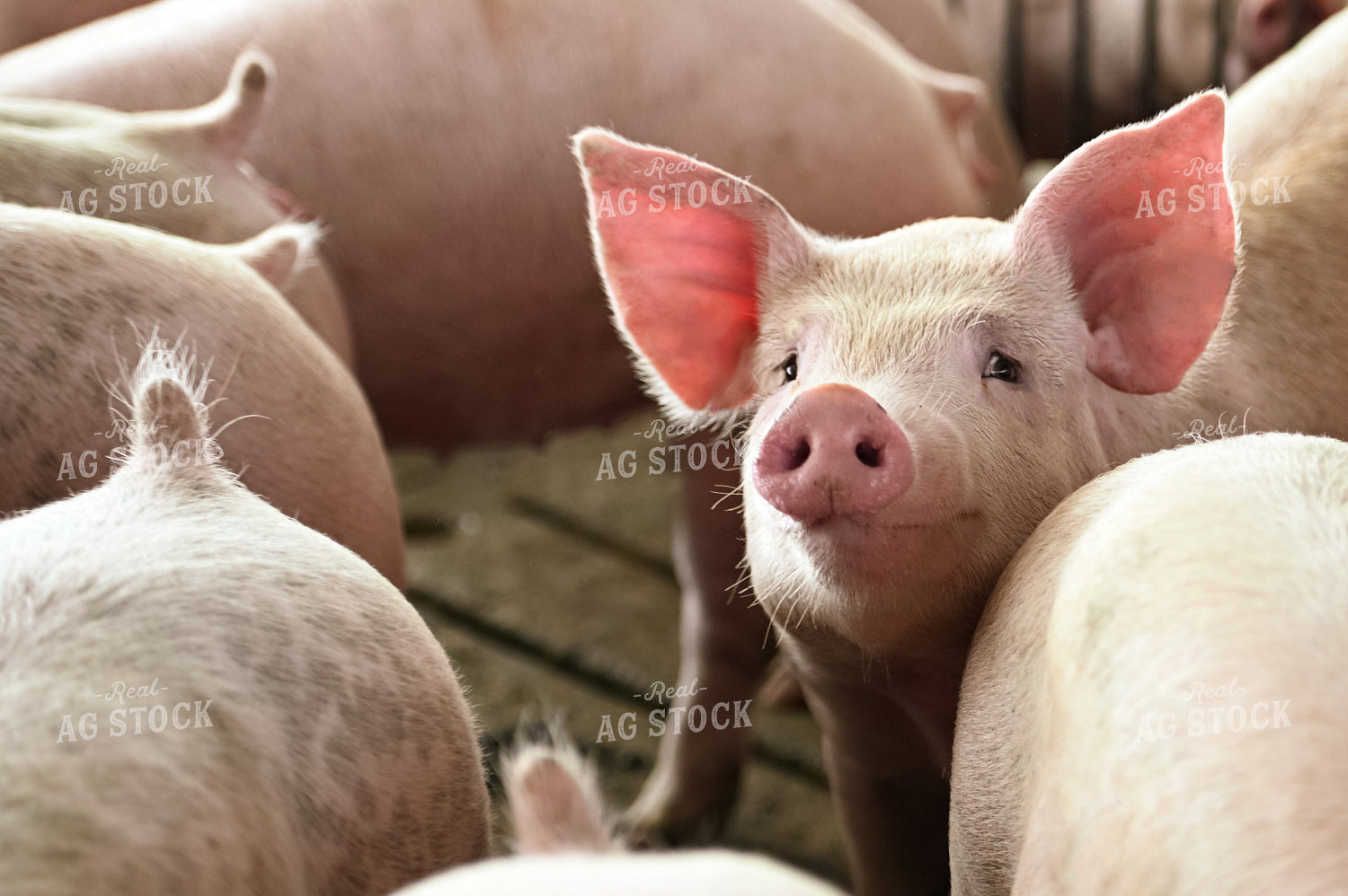 Pigs 90117