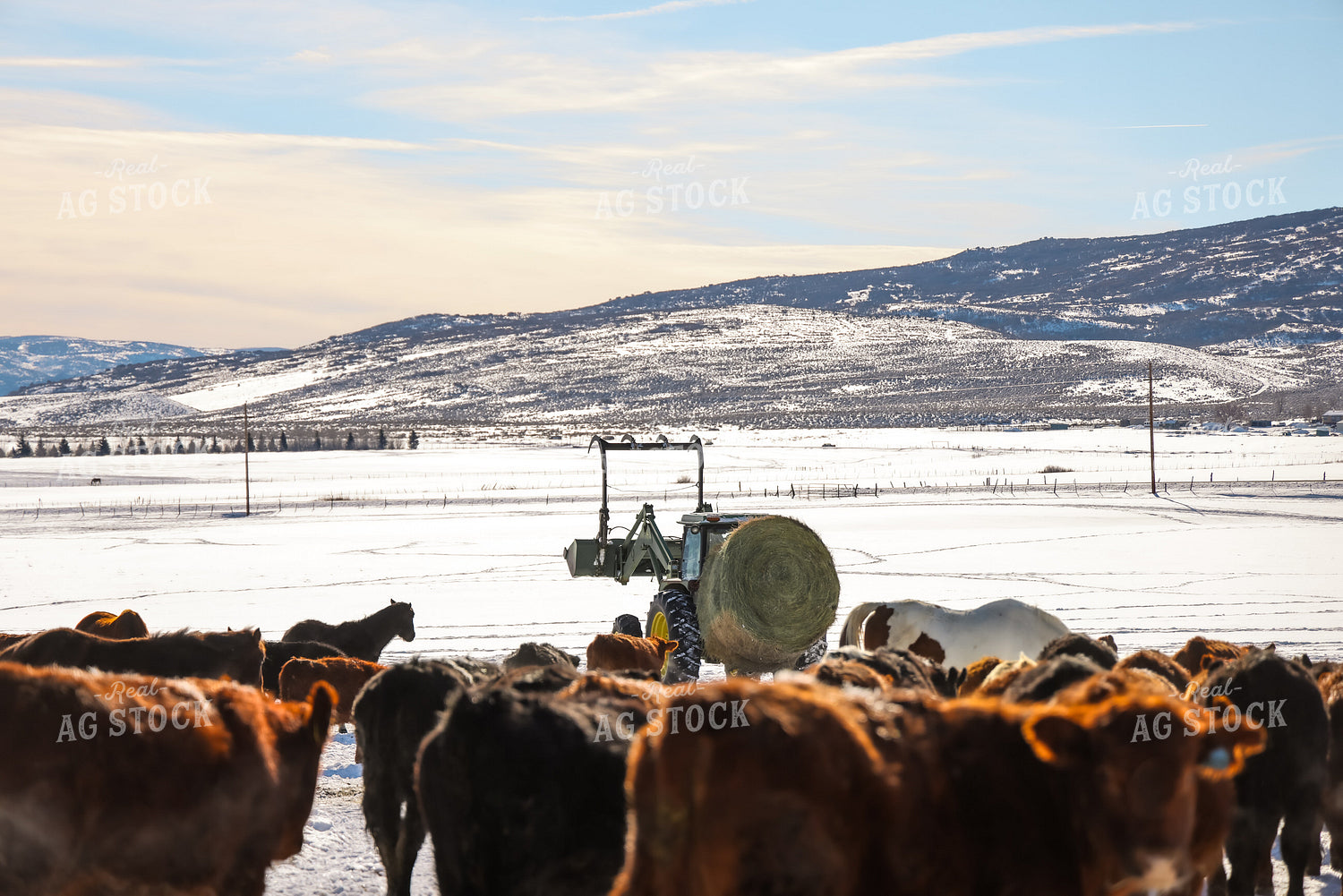 Rancher Feeding out Cattle 163043
