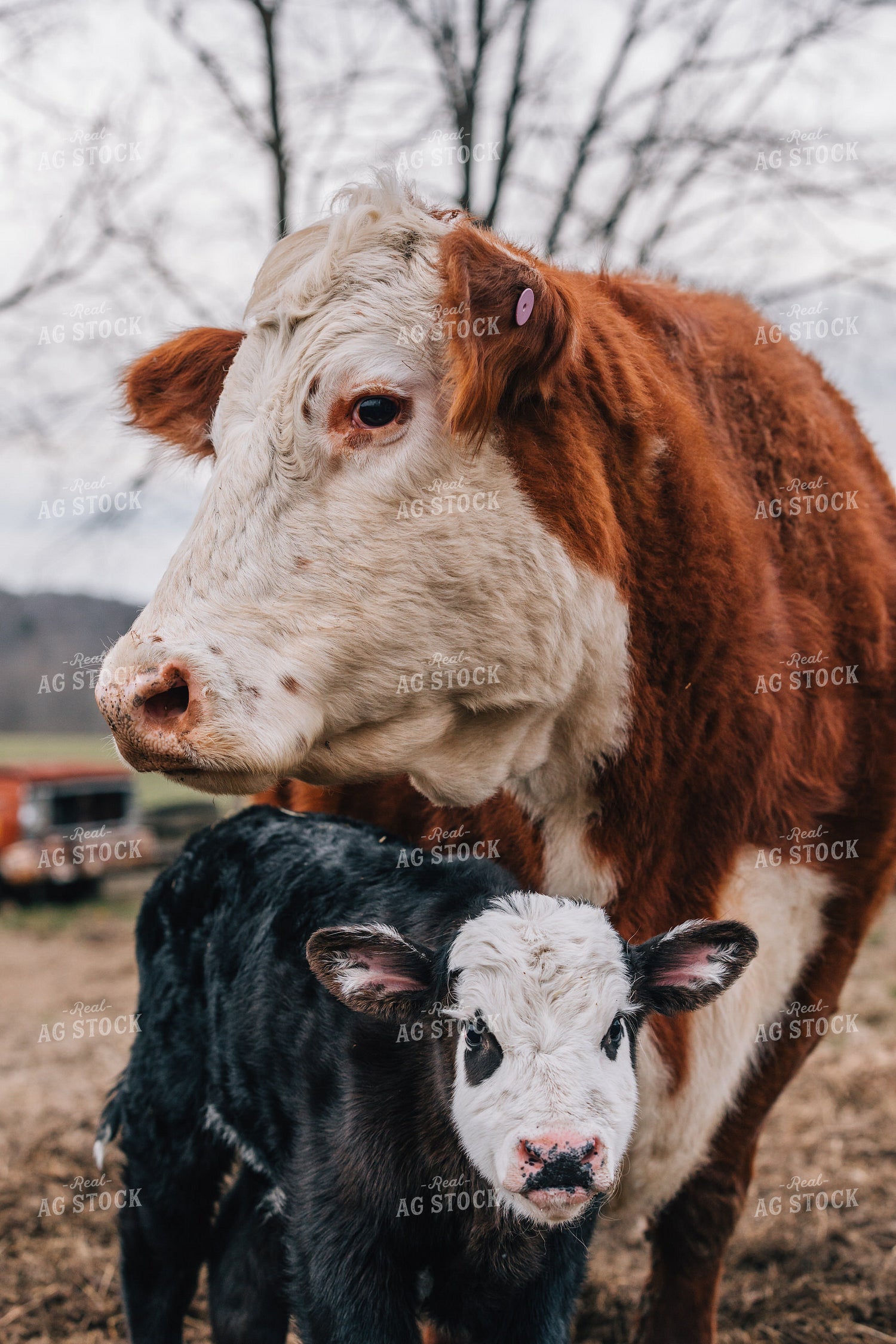 Cow and Calf in Pasture 52608
