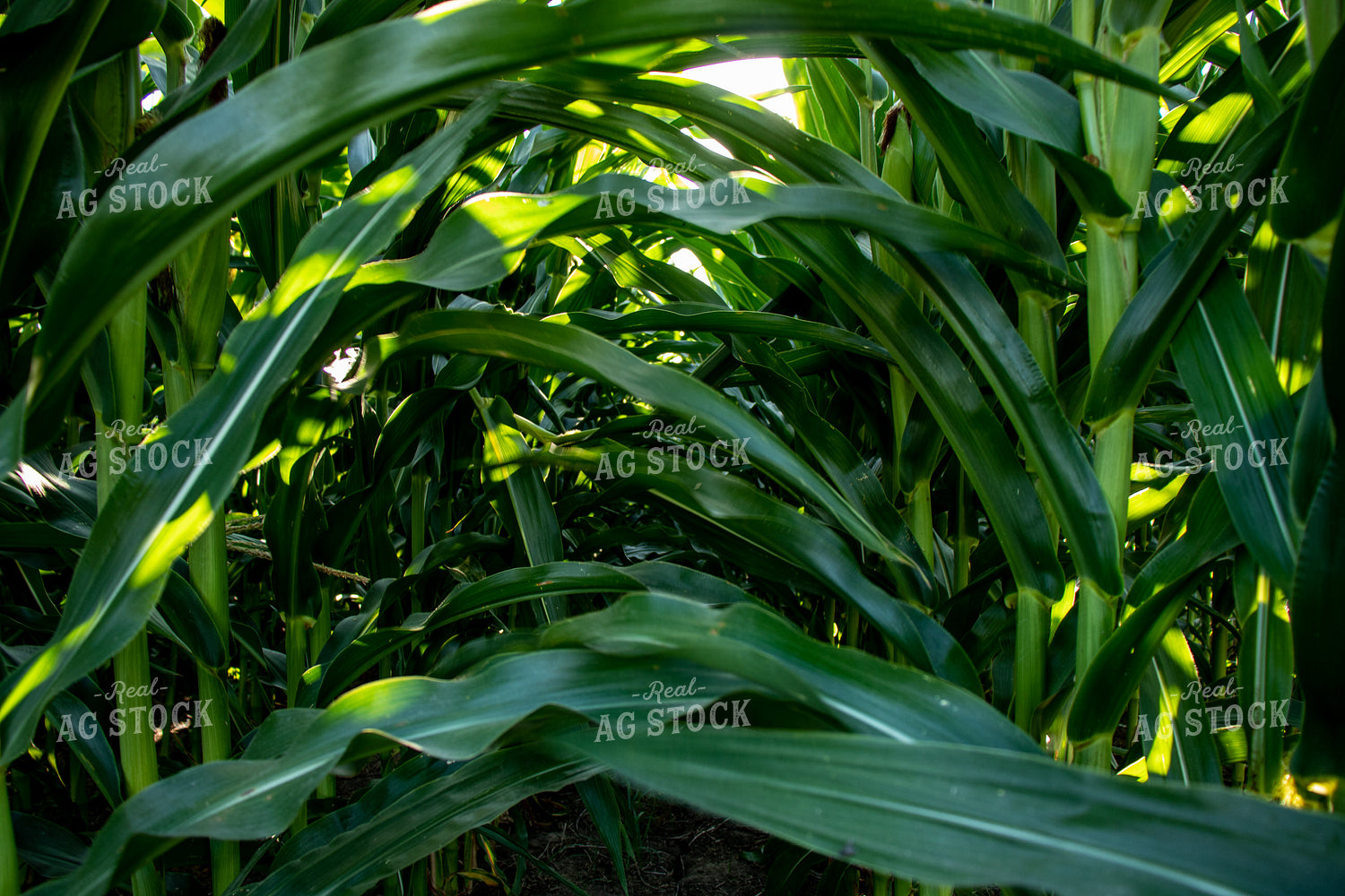 Green Corn Field 67134
