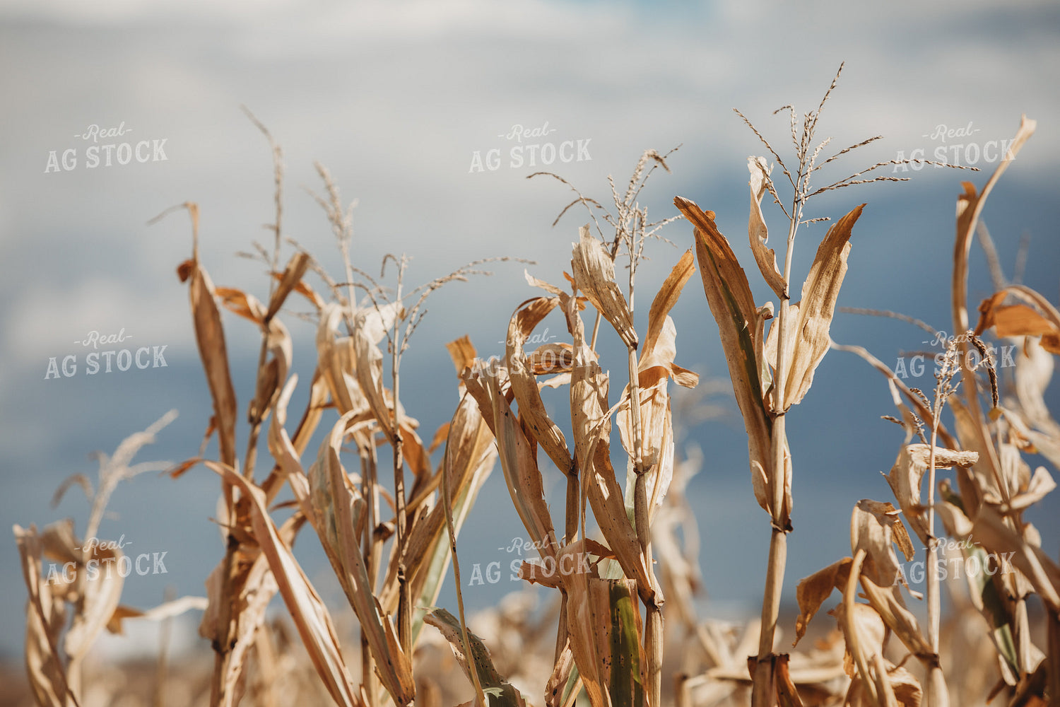 Dry Corn Tassel and Stormy Sky 3320