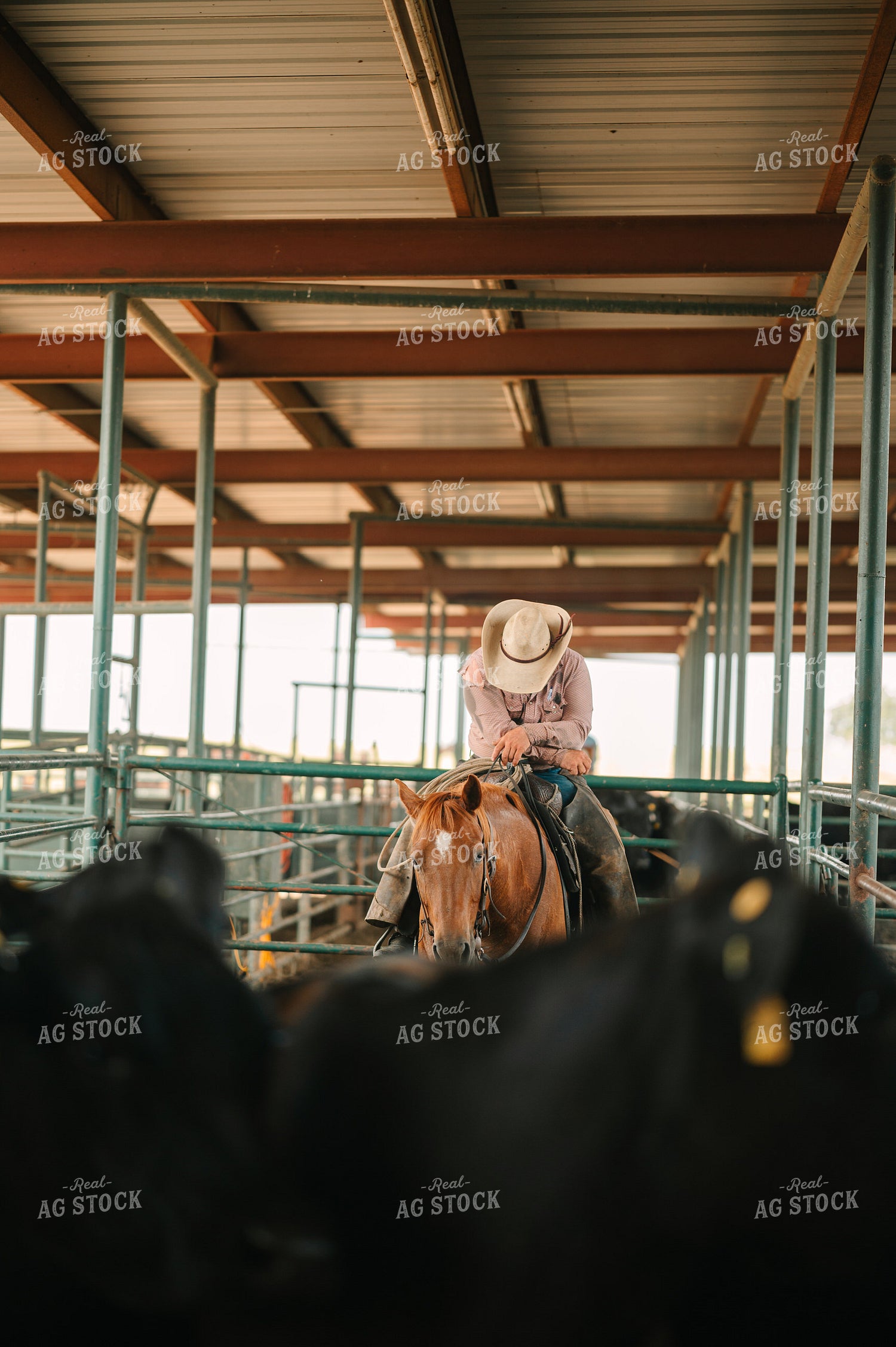 Rancher on Horseback in Cattle Sorting Pins 125140