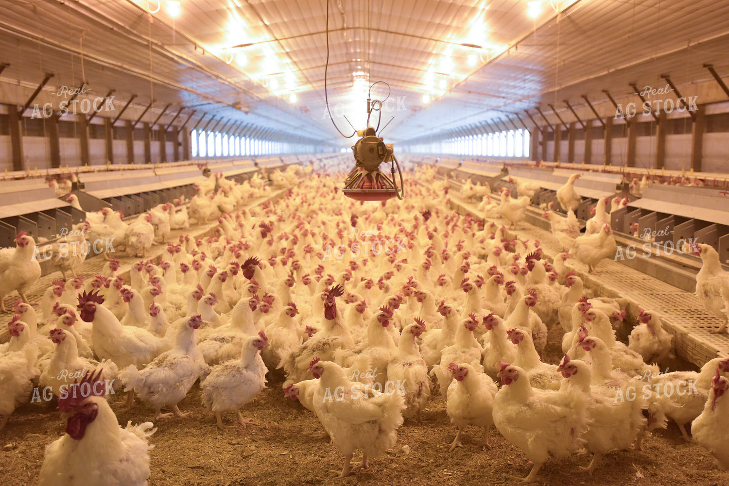 Chickens in Barn 129005