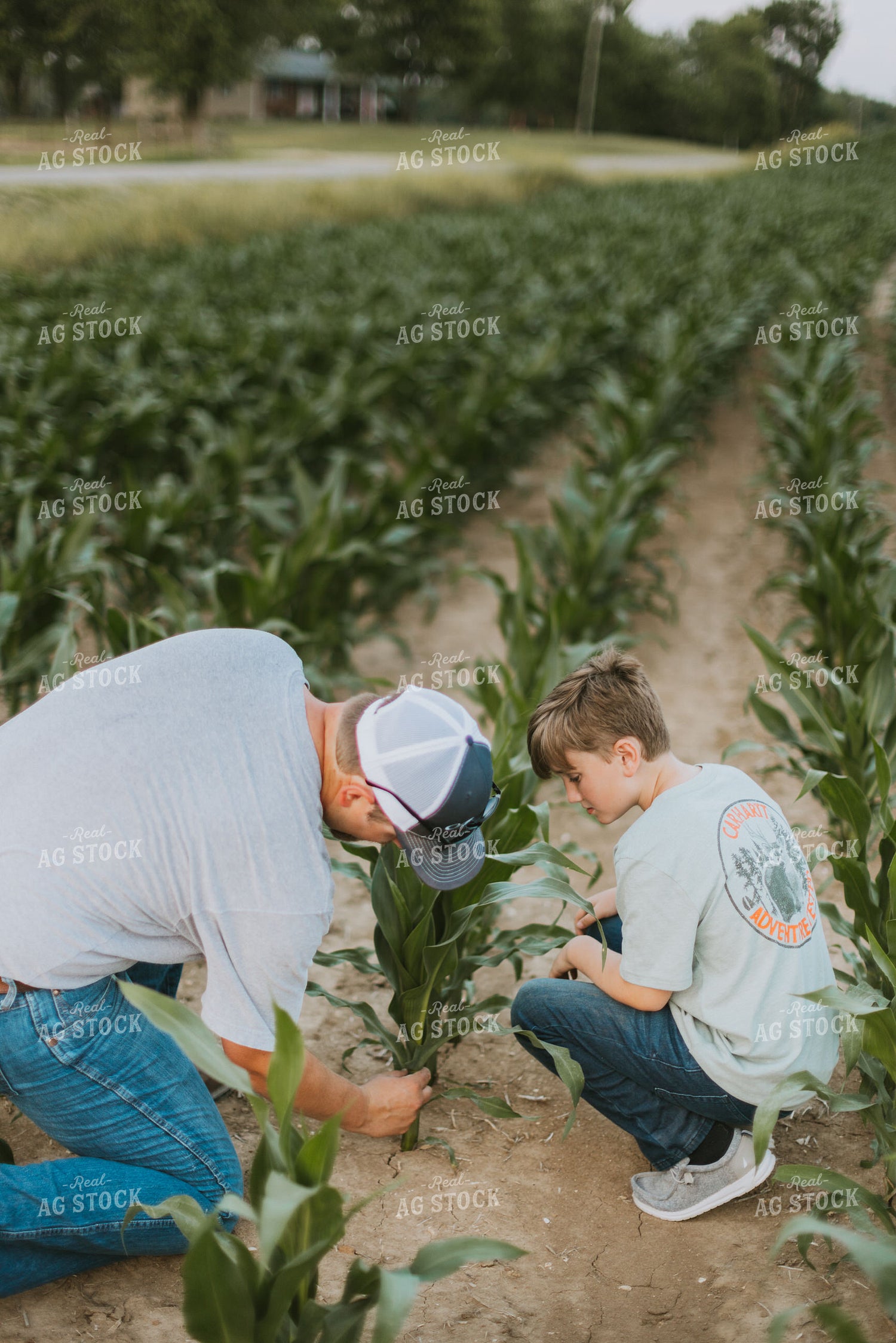 Farmer and Son Scouting Corn Field 7828