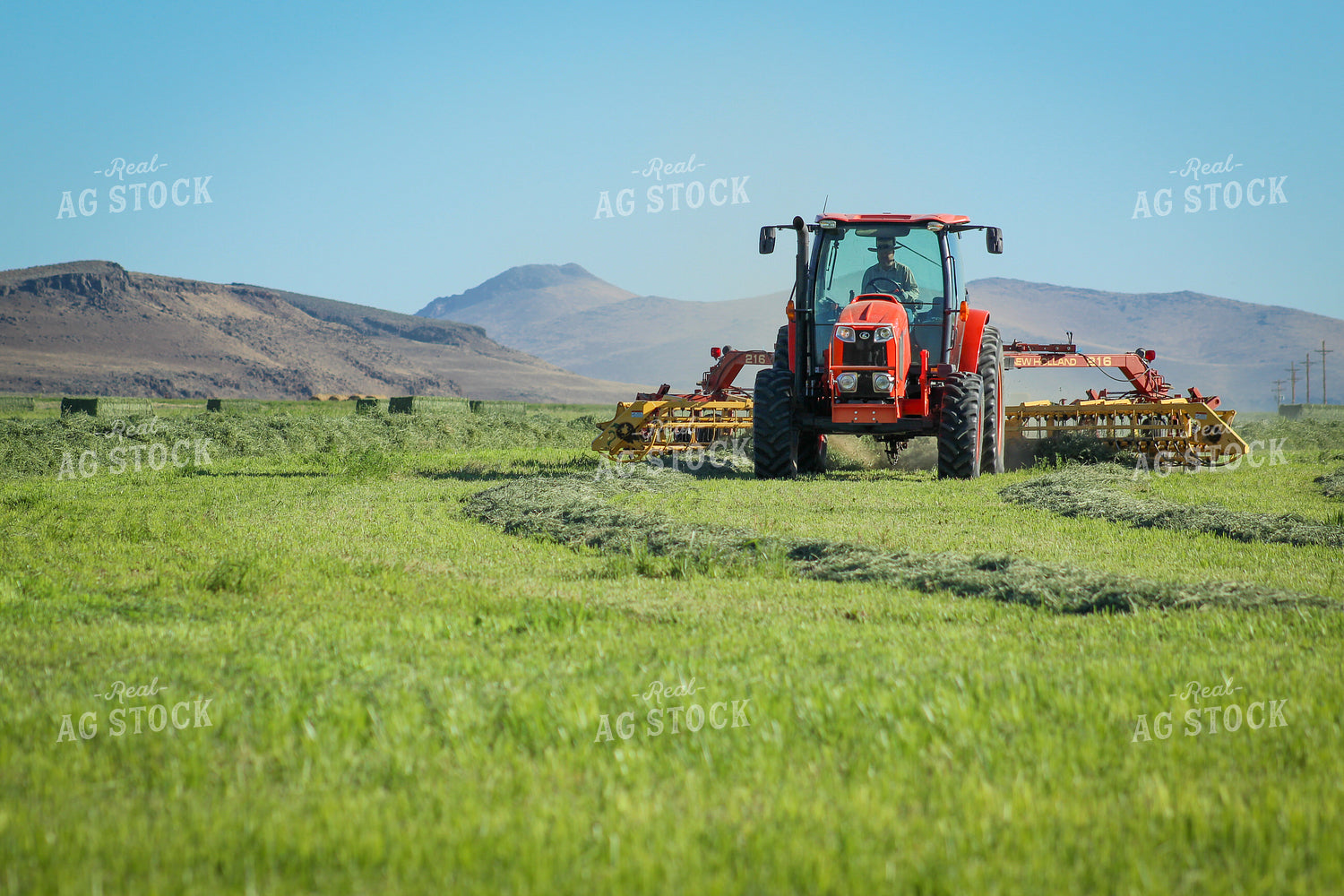 Raking / Windrowing Summer Hay Alfalfa and Mixed Grass 78133