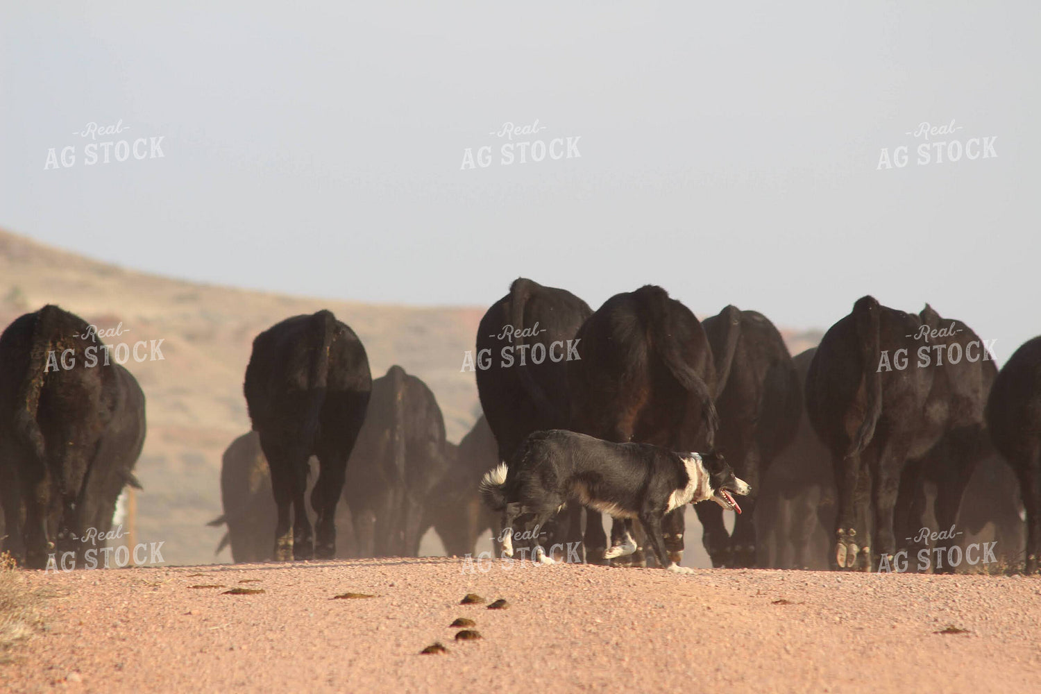 Angus Cattle with Ranch Dog 63017
