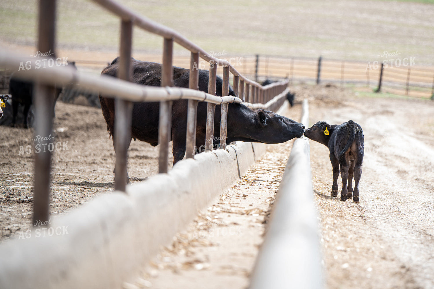 Cow Calf Operation 193019