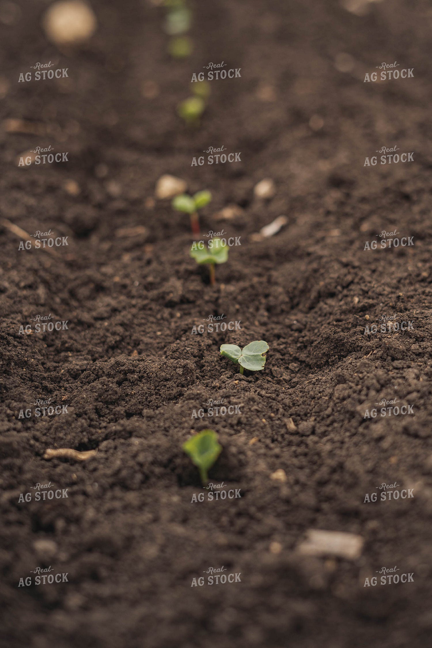 Early Growth Cotton 91071
