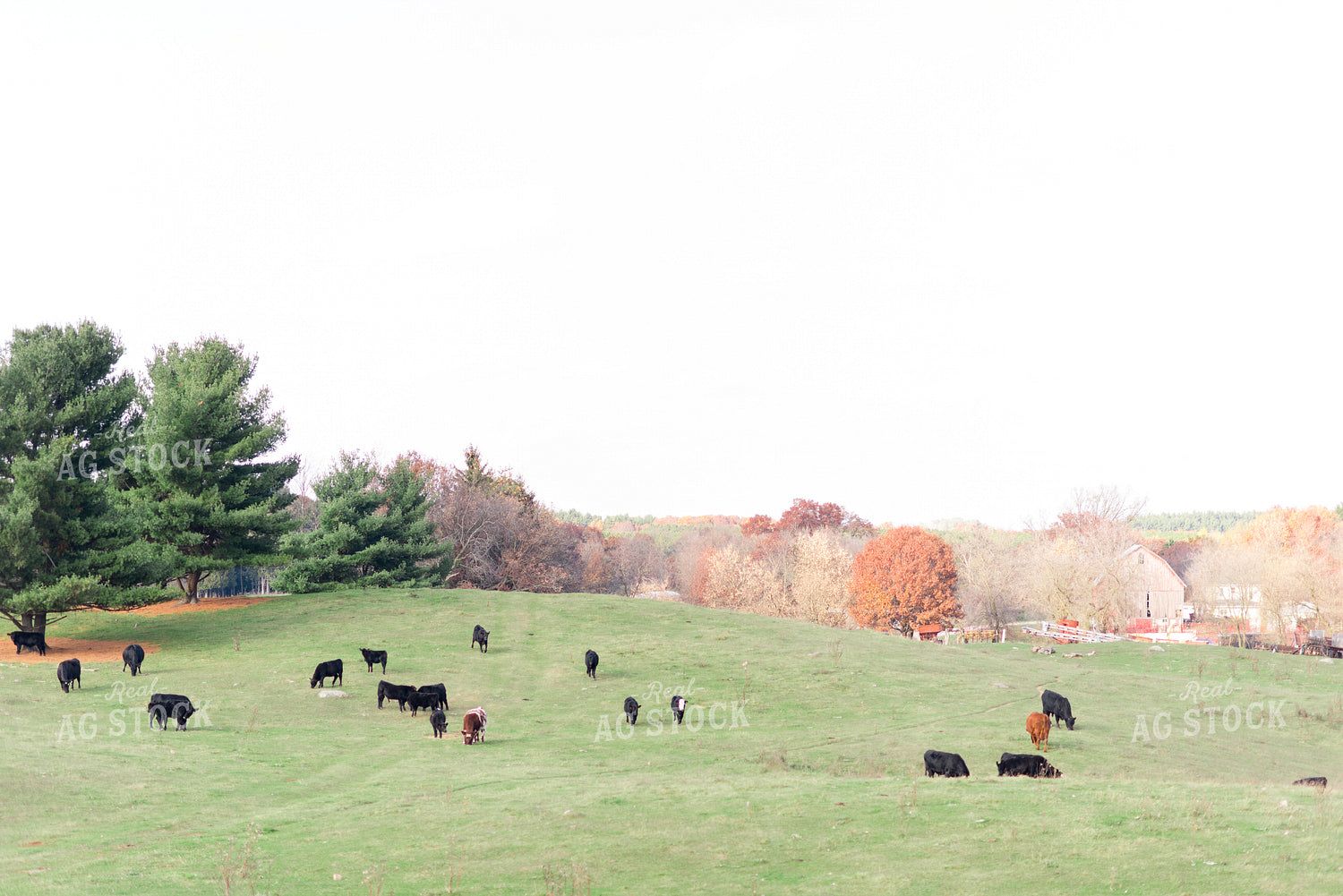 Various Cattle Types in Pasture 74017