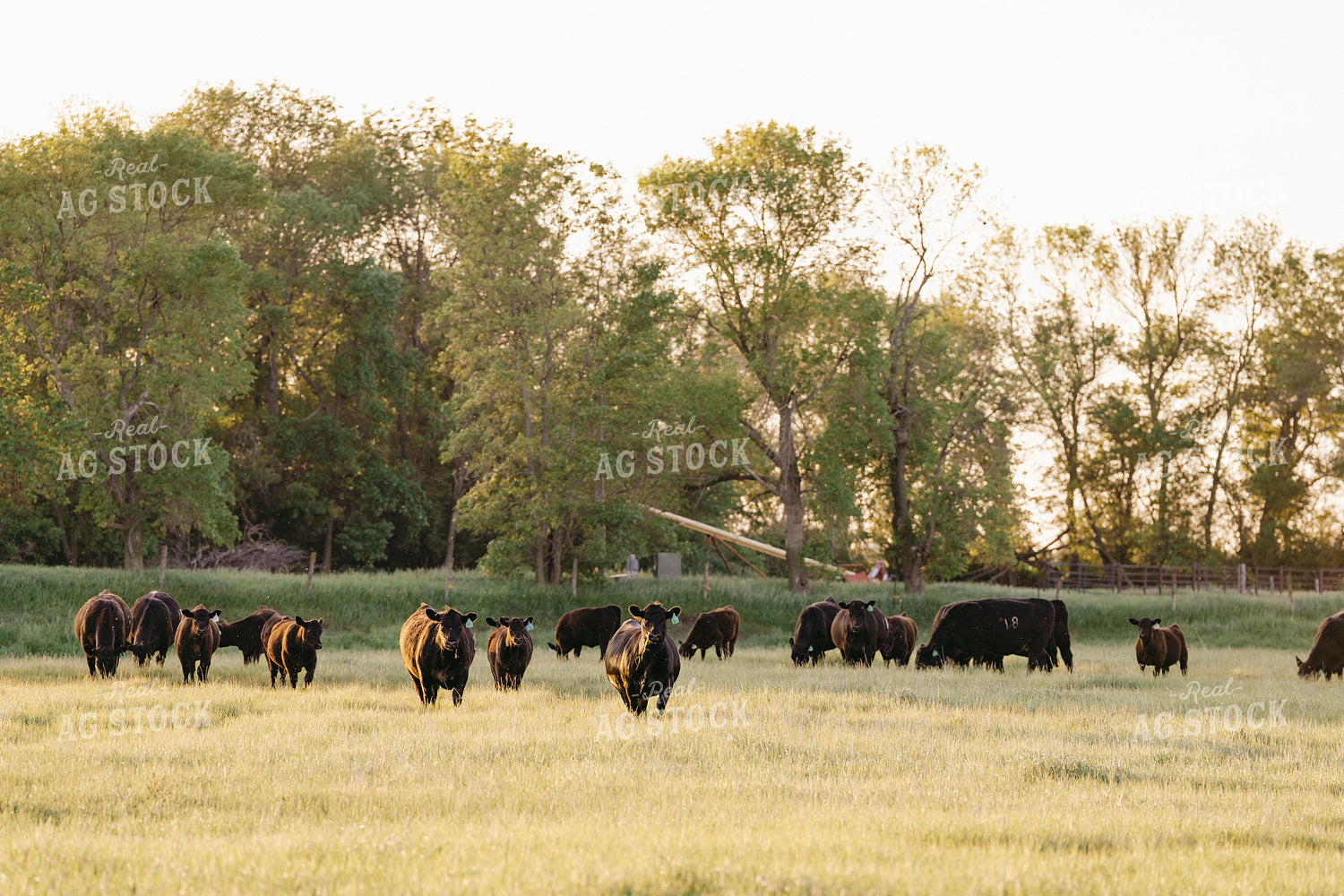 Black Angus Cattle on Pasture 68193