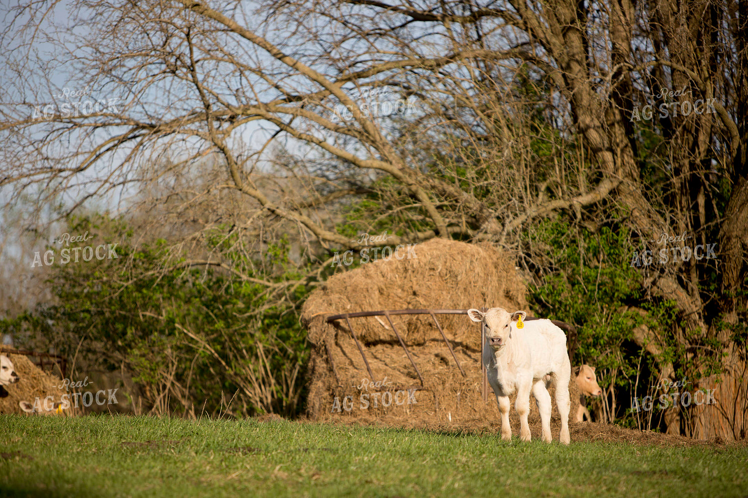 Calf - Charolais and Angus Cross 1