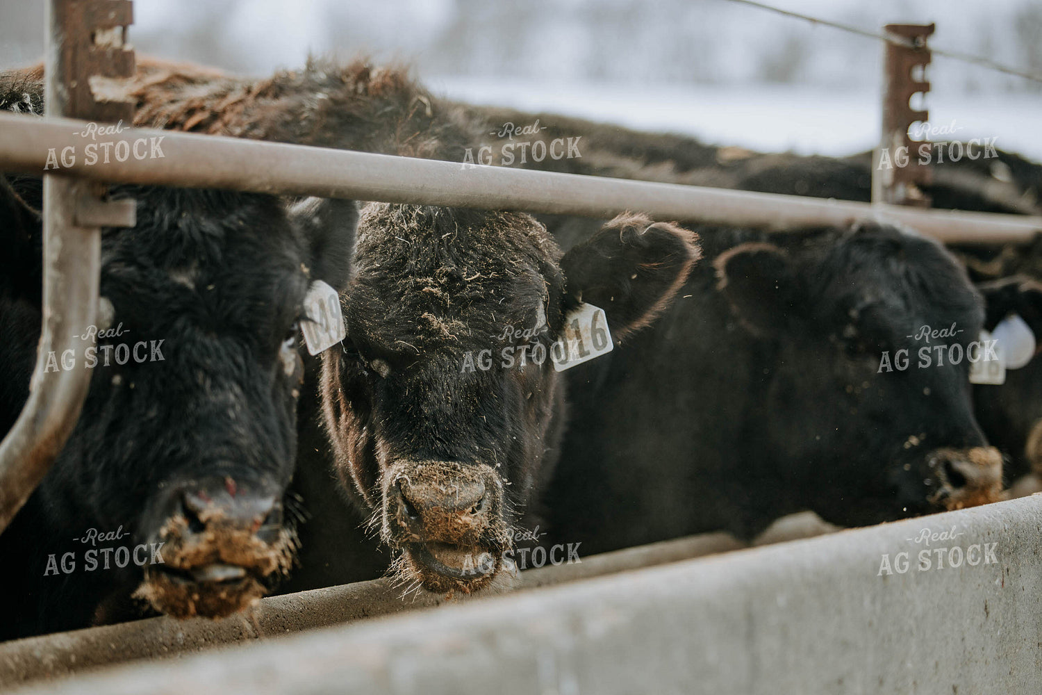 Angus Cows at Trough 77060
