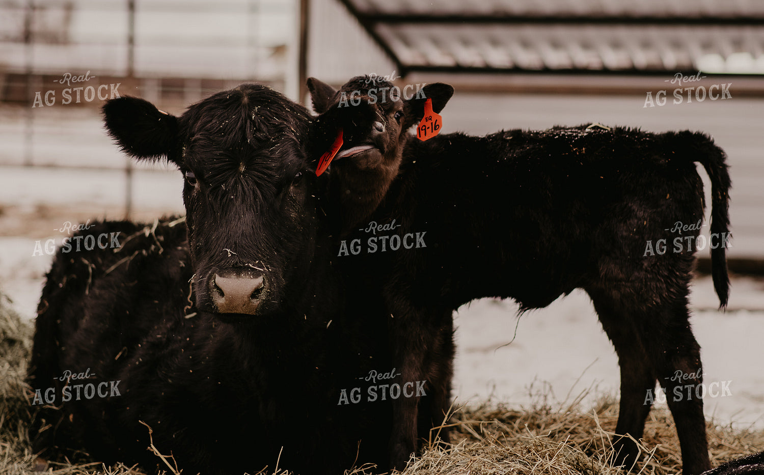 Angus Cow and Calf 54016