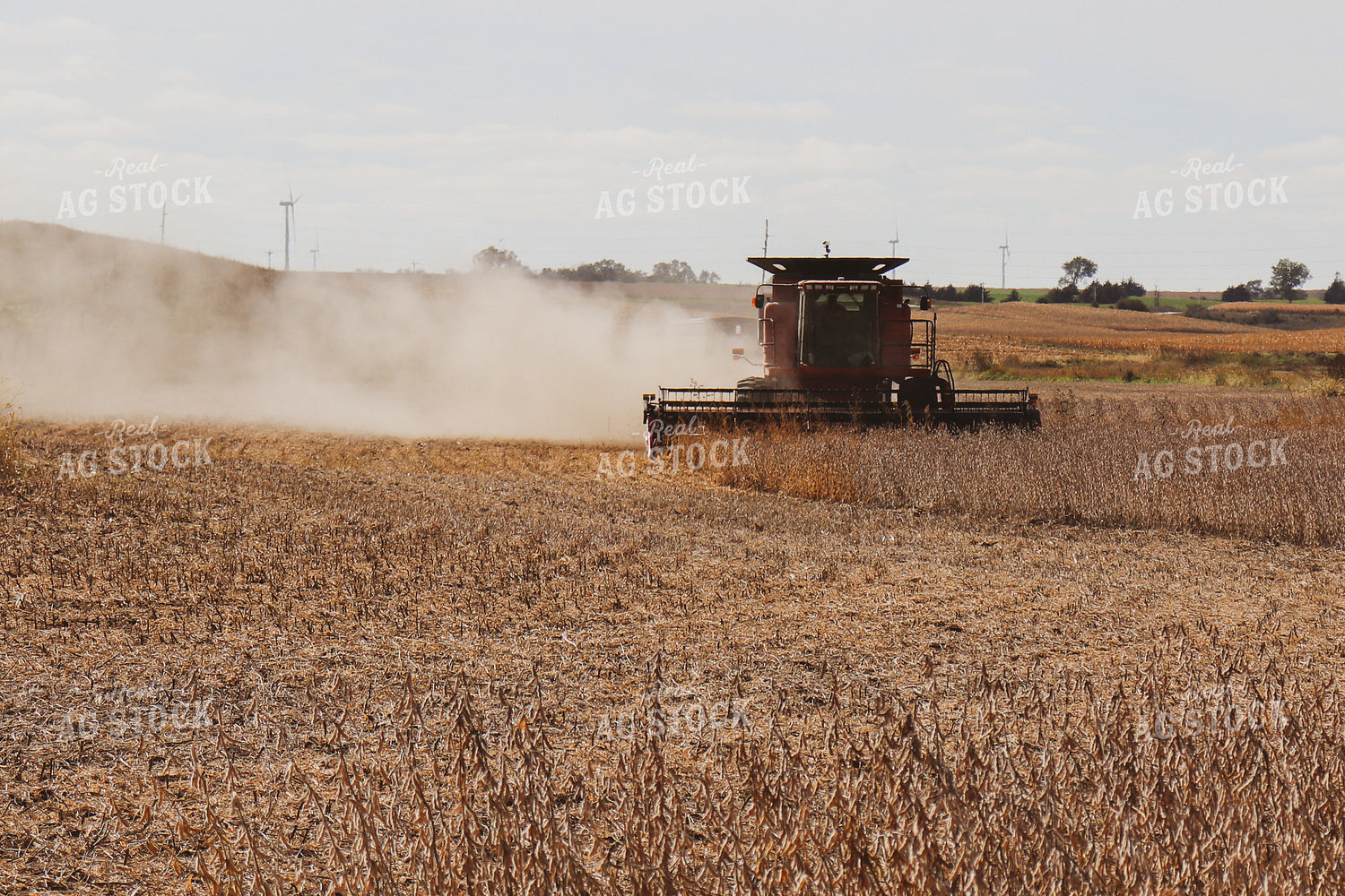 Soybean Harvest 67027