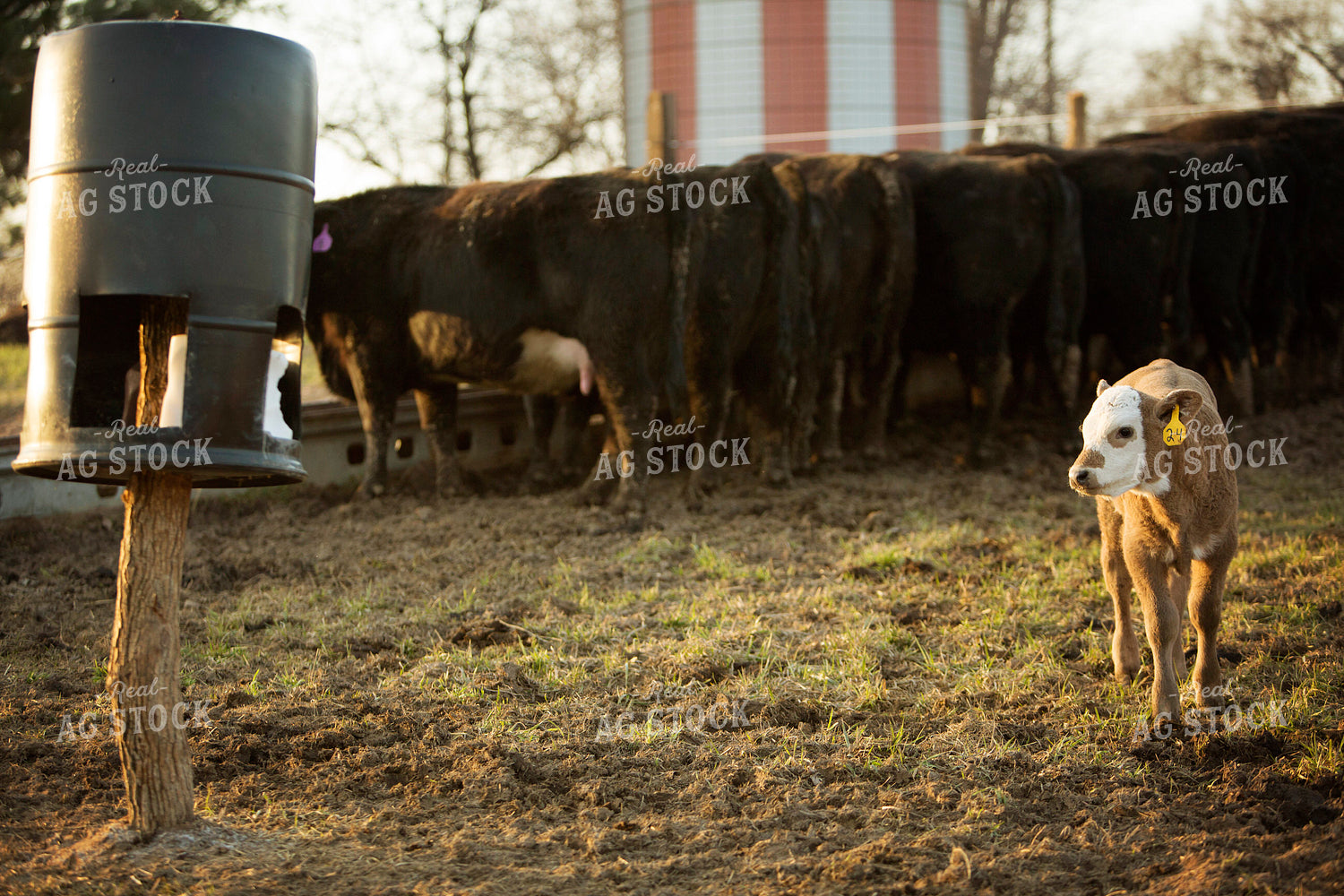 Calf - Charolais and Angus Cross 2265