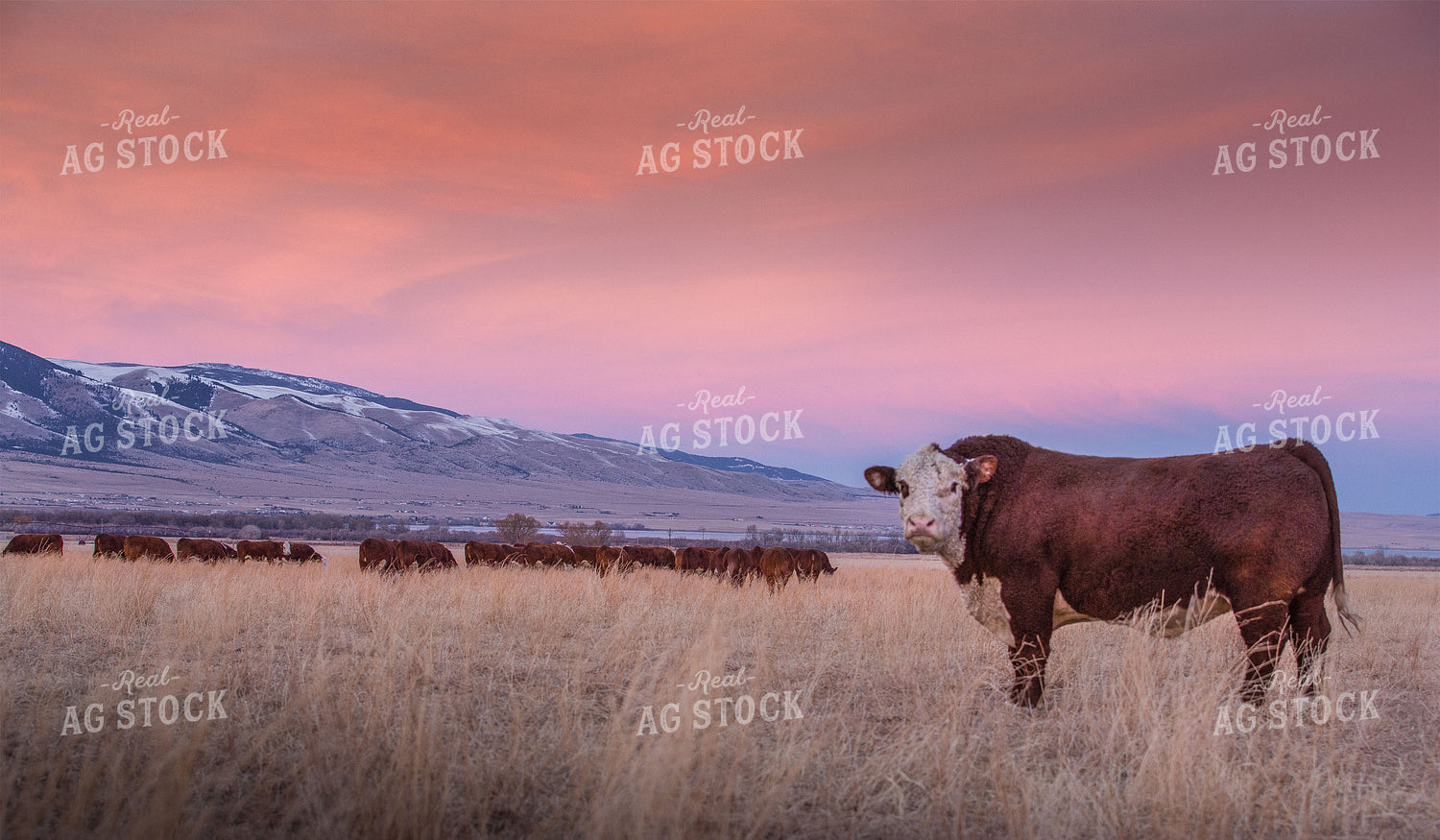 Hereford Cattle in Pasture 81109