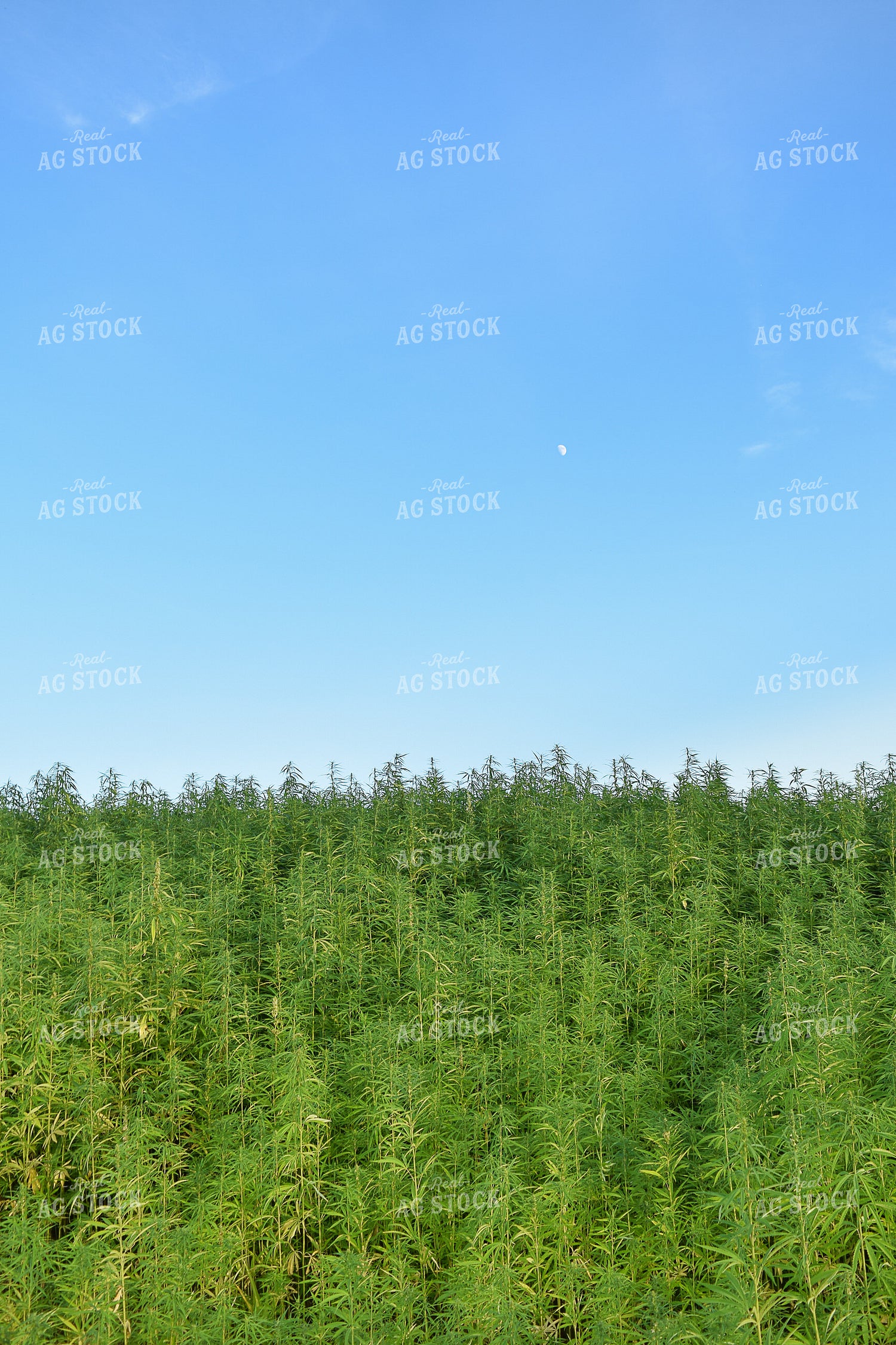 Hemp 106021