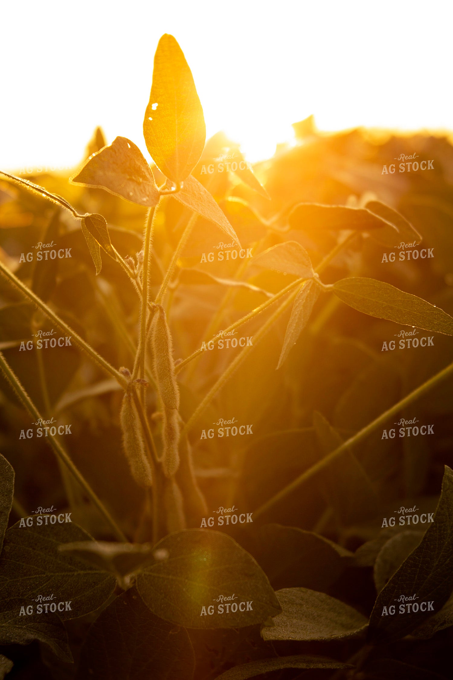Soybeans - Mid-Season 4909