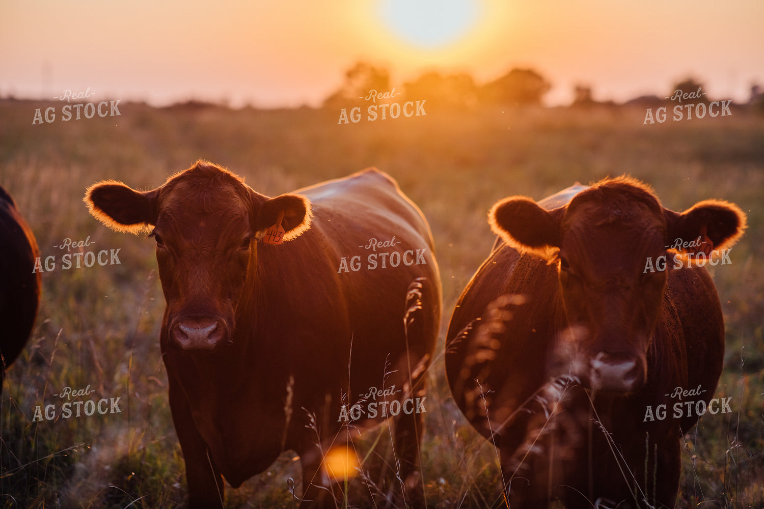 Angus Cows Sunrise 53026